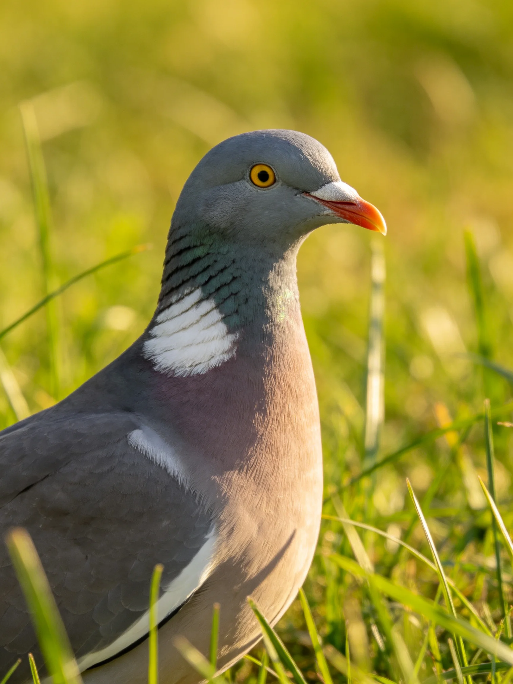 A wood pigeon with gray plumage and orange beak in green grass
