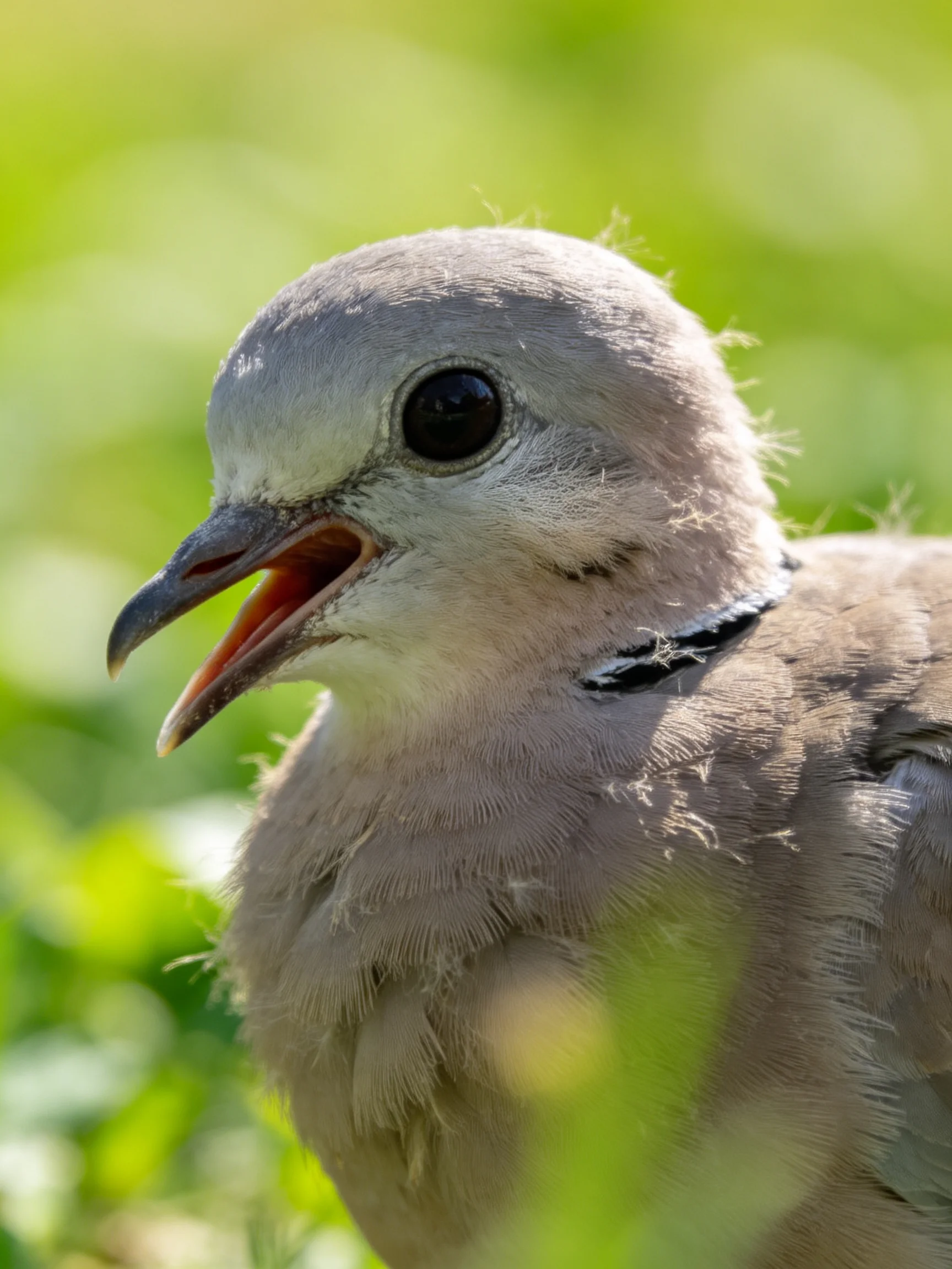 A young dove with soft gray plumage against a lush green backdrop
