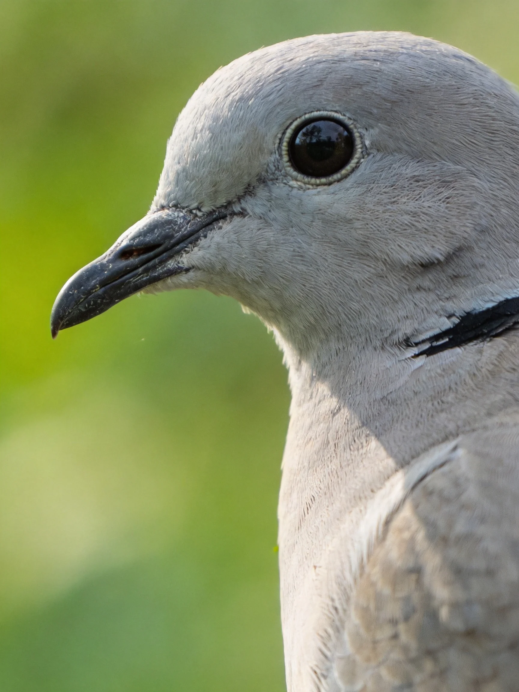 Close - up of a gray pigeon with a black neck band against a blurred green background