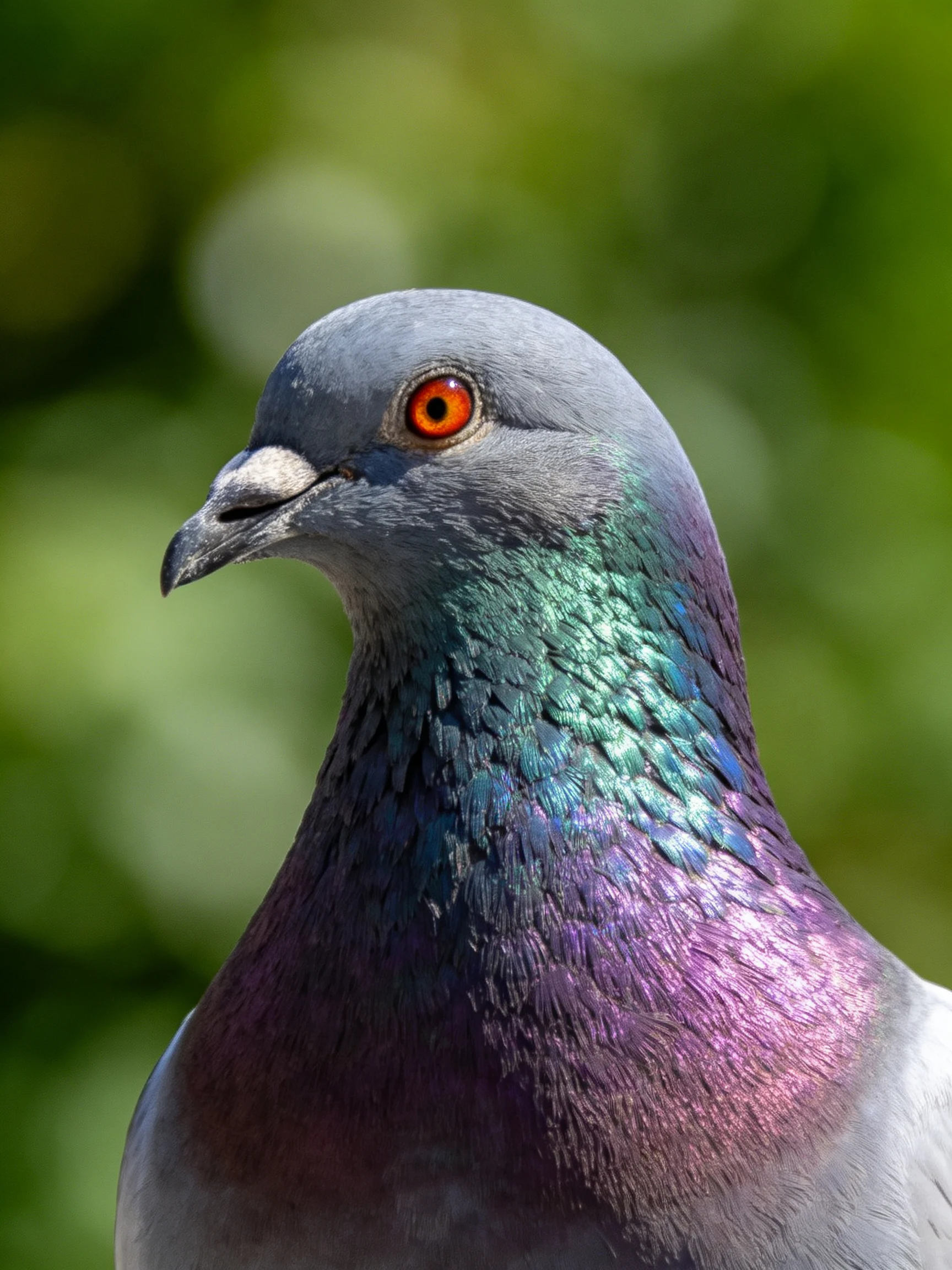 A close - up shows a pigeon with vibrant neck plumage against a blurred green backdrop.