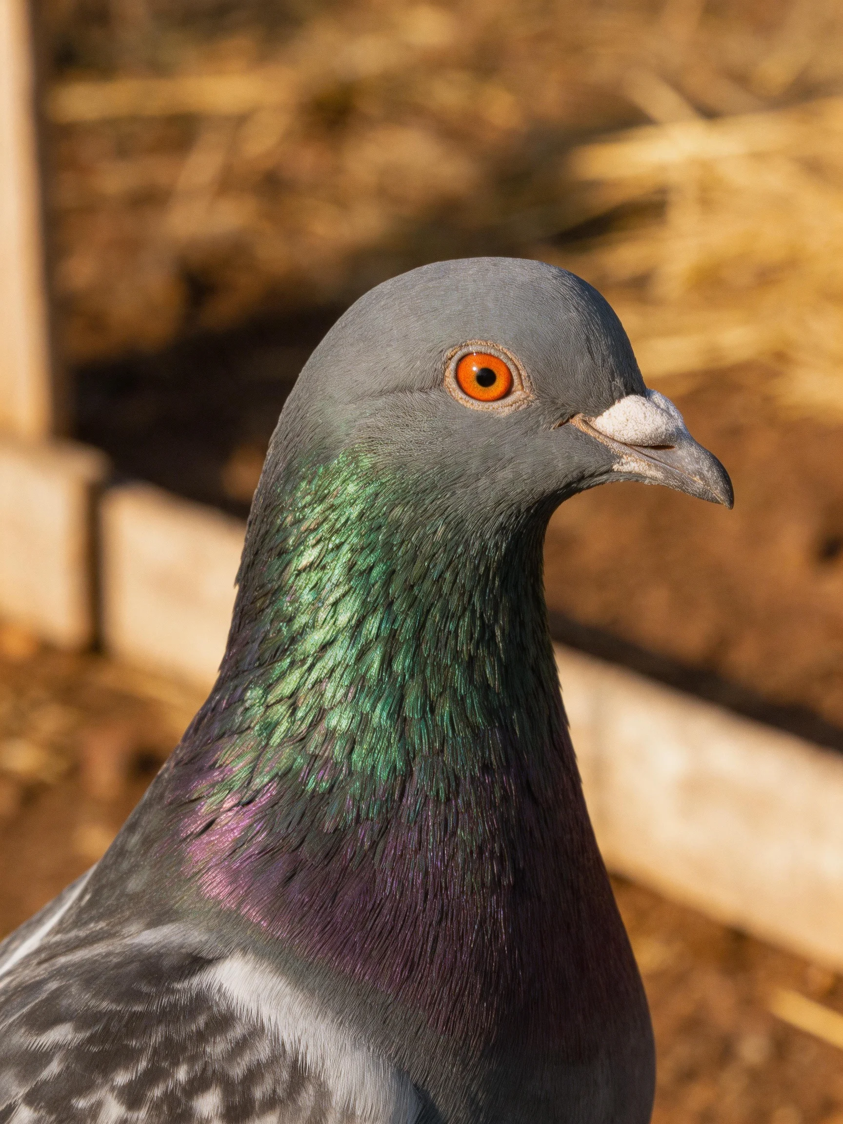 Close-up of a Gray Pigeon with Iridescent Green Neck and Bright Orange Eye