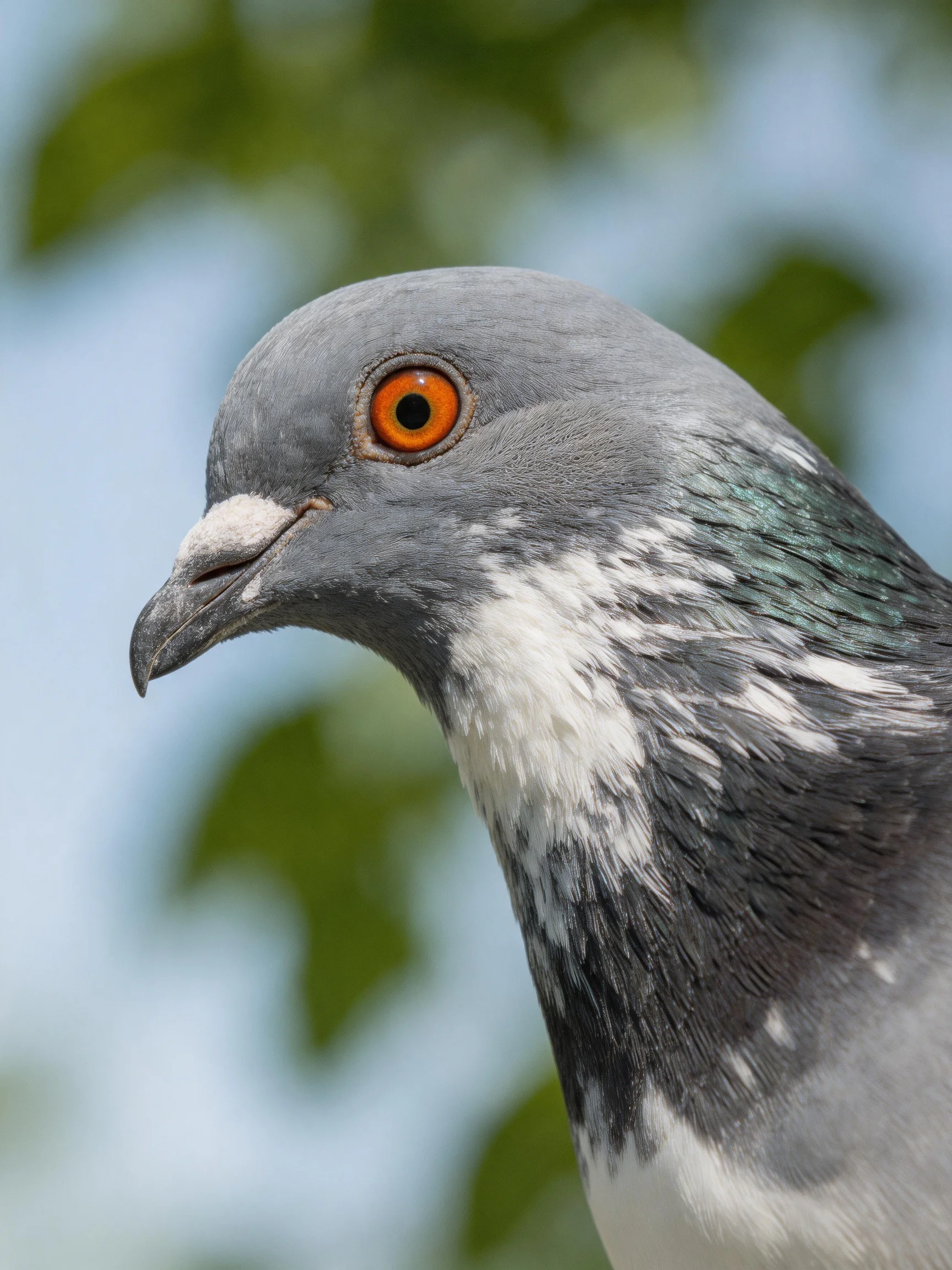 Close-up of a Gray Pigeon with Vibrant Orange Eye and Distinctive Feather Patterns