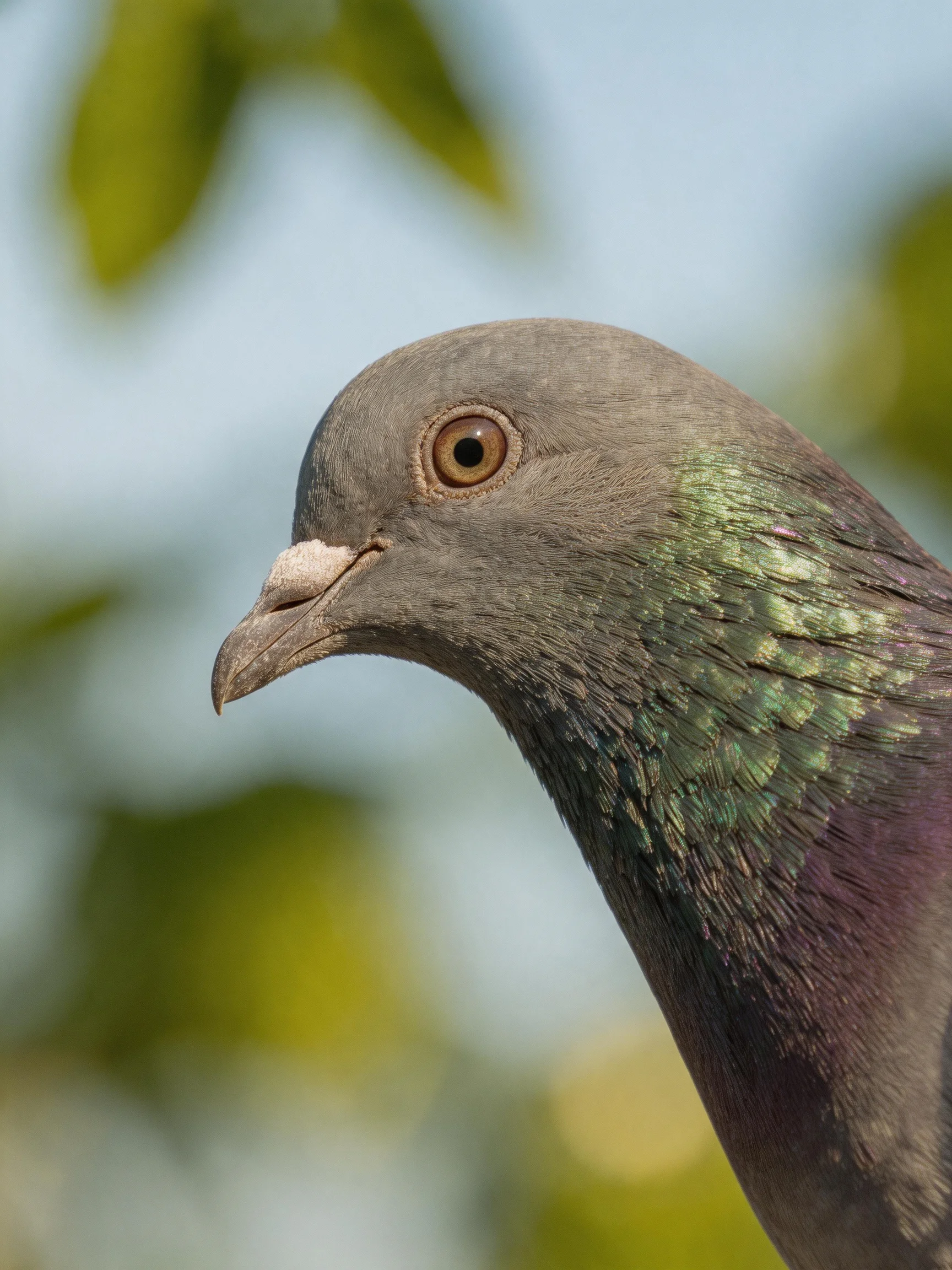 Close-up of a gray pigeon with iridescent green-purple plumage
