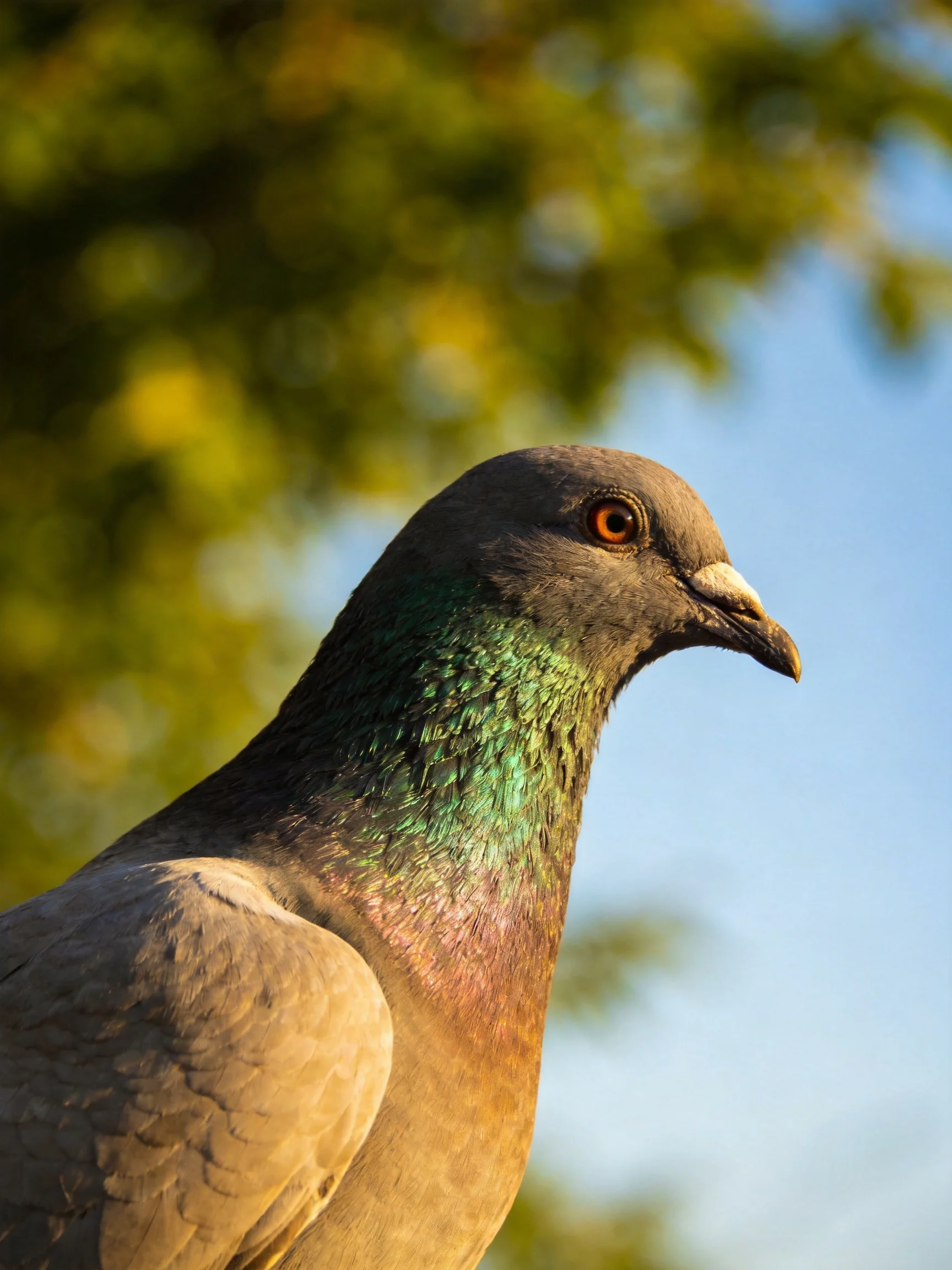 Close-up of a pigeon with iridescent green neck and gray plumage