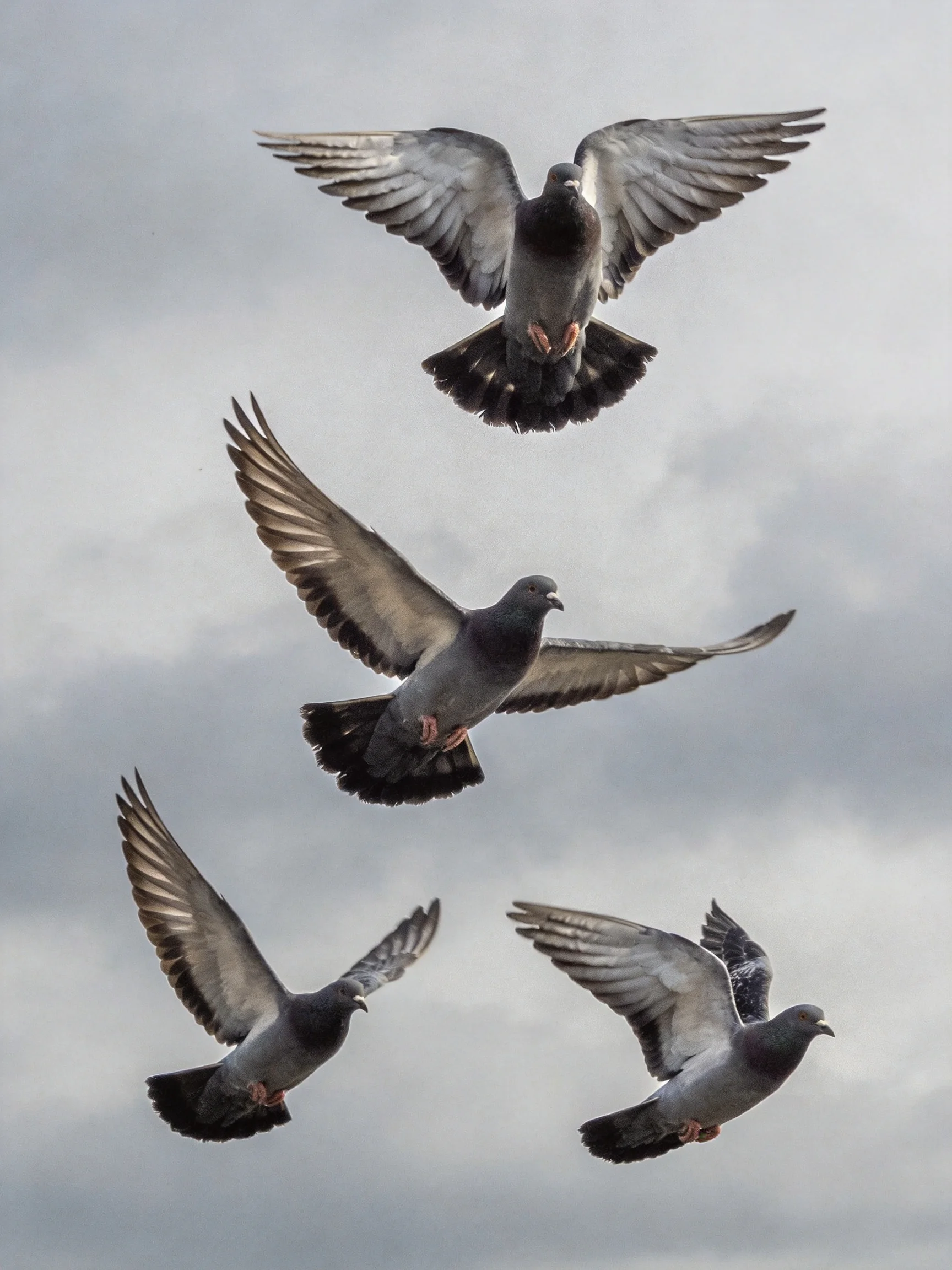 Five pigeons fly against a cloudy sky