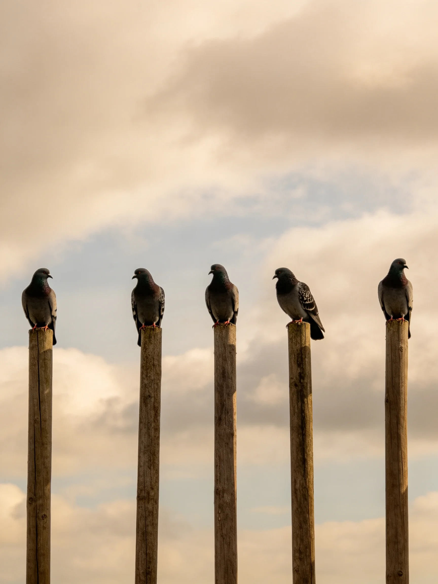 Five pigeons perched on tall wooden poles under a cloudy sky