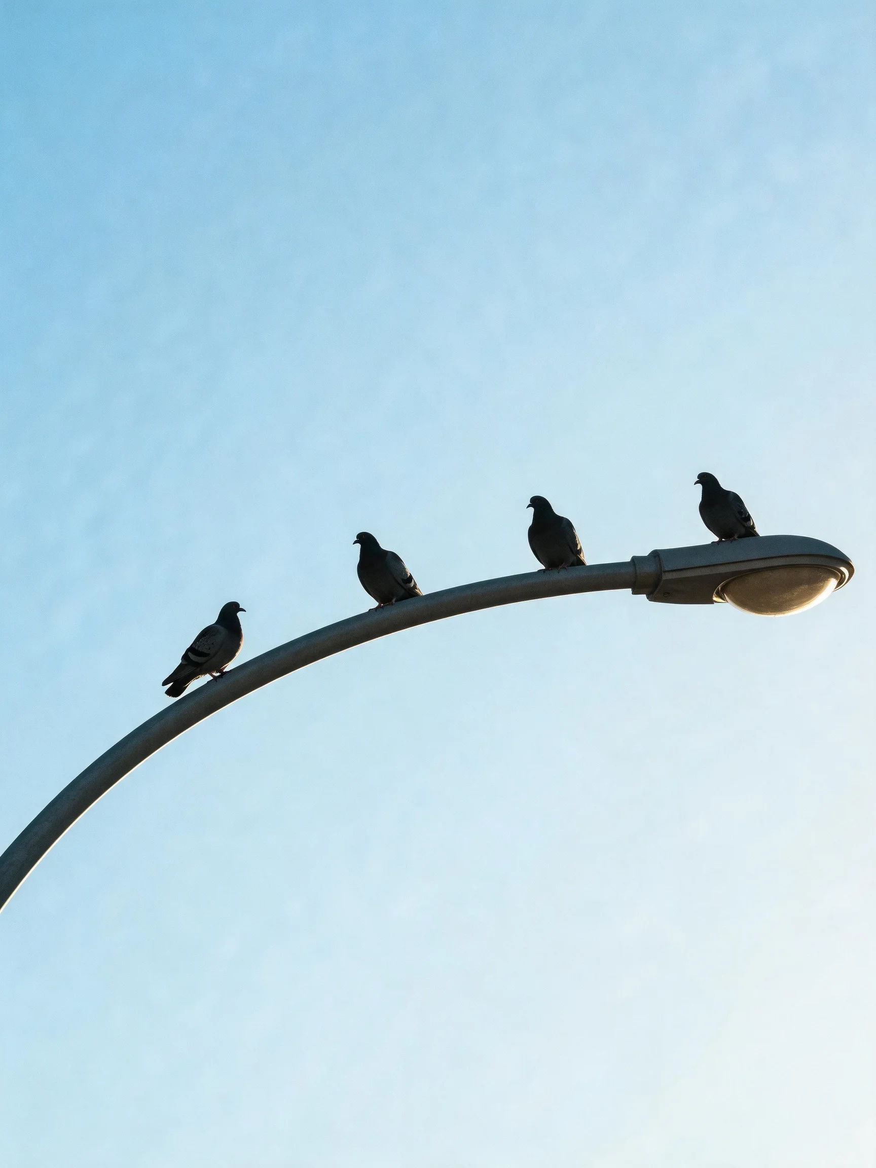 Four dark birds perched on an arched streetlight with blue sky backdrop