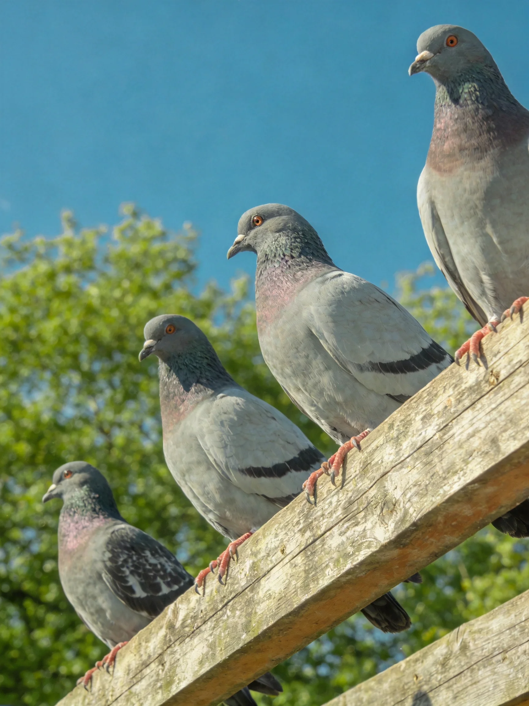 Four gray pigeons sit on an aged wooden beam with green foliage and blue sky