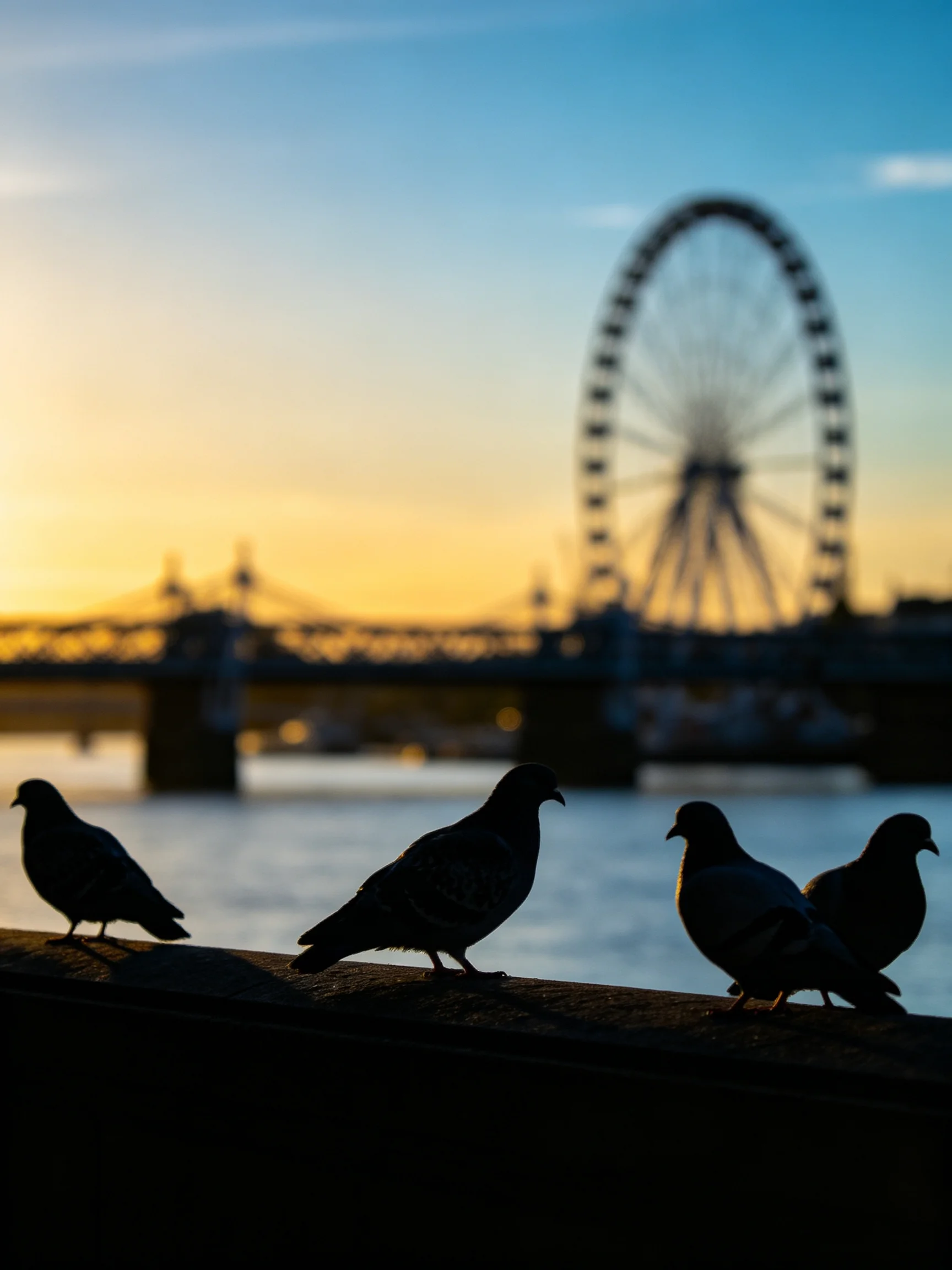 Four pigeon silhouettes by a Ferris wheel and bridge at sunset