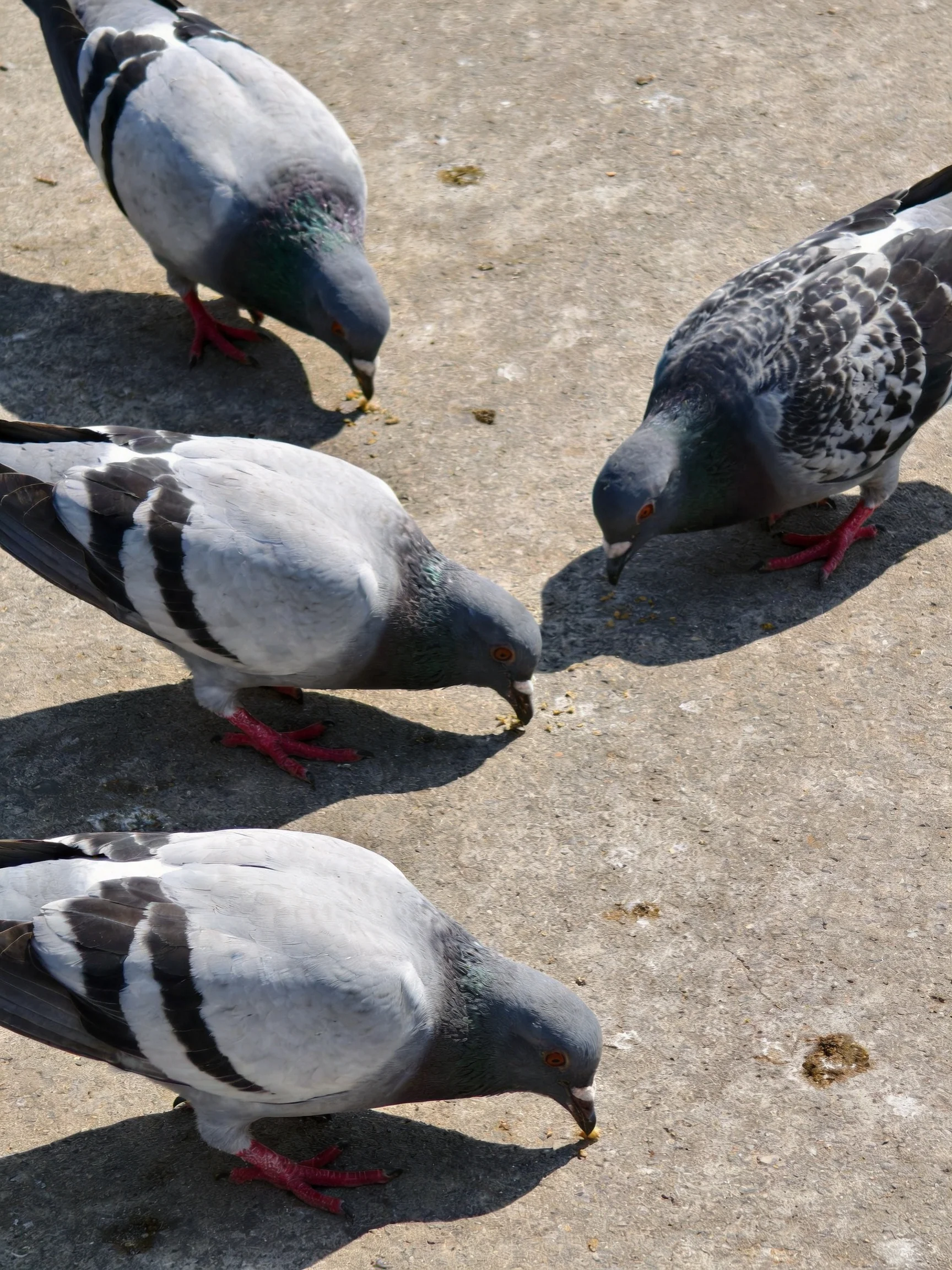Four pigeons with gray and black plumage pecking at food on a concrete surface