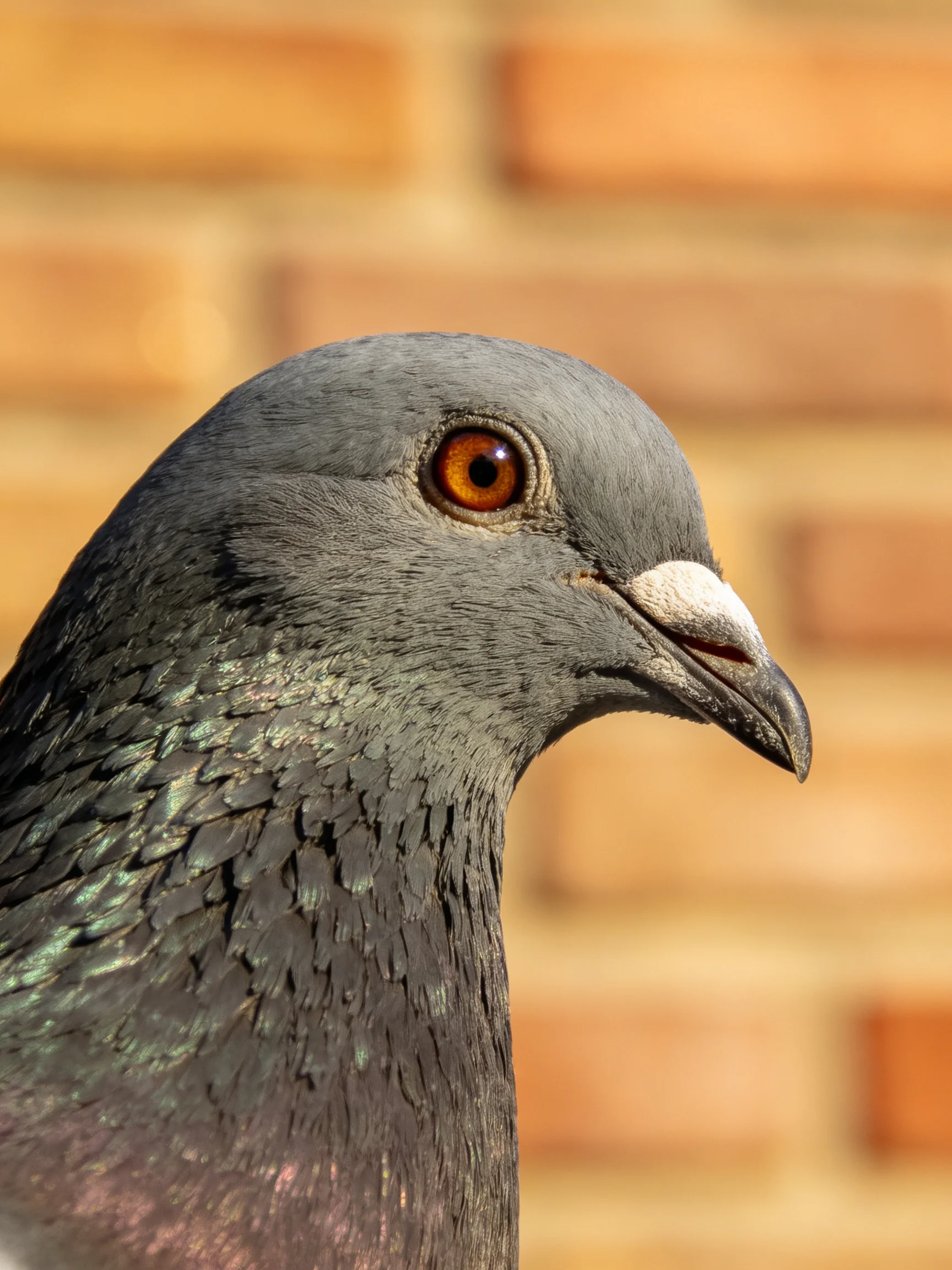 Gray Pigeon with Amber Eye Near Warm Brick Wall