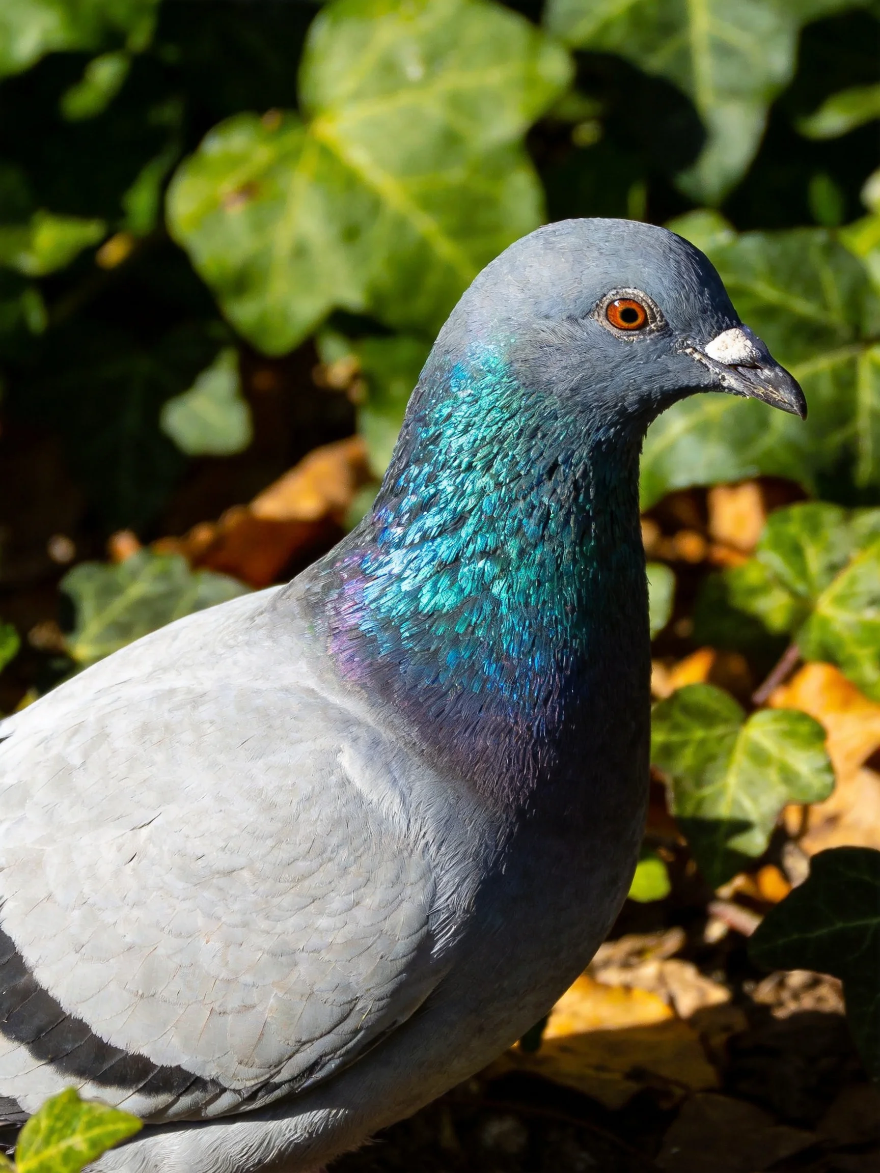 Gray Pigeon with Iridescent Neck Amidst Lush Green Foliage