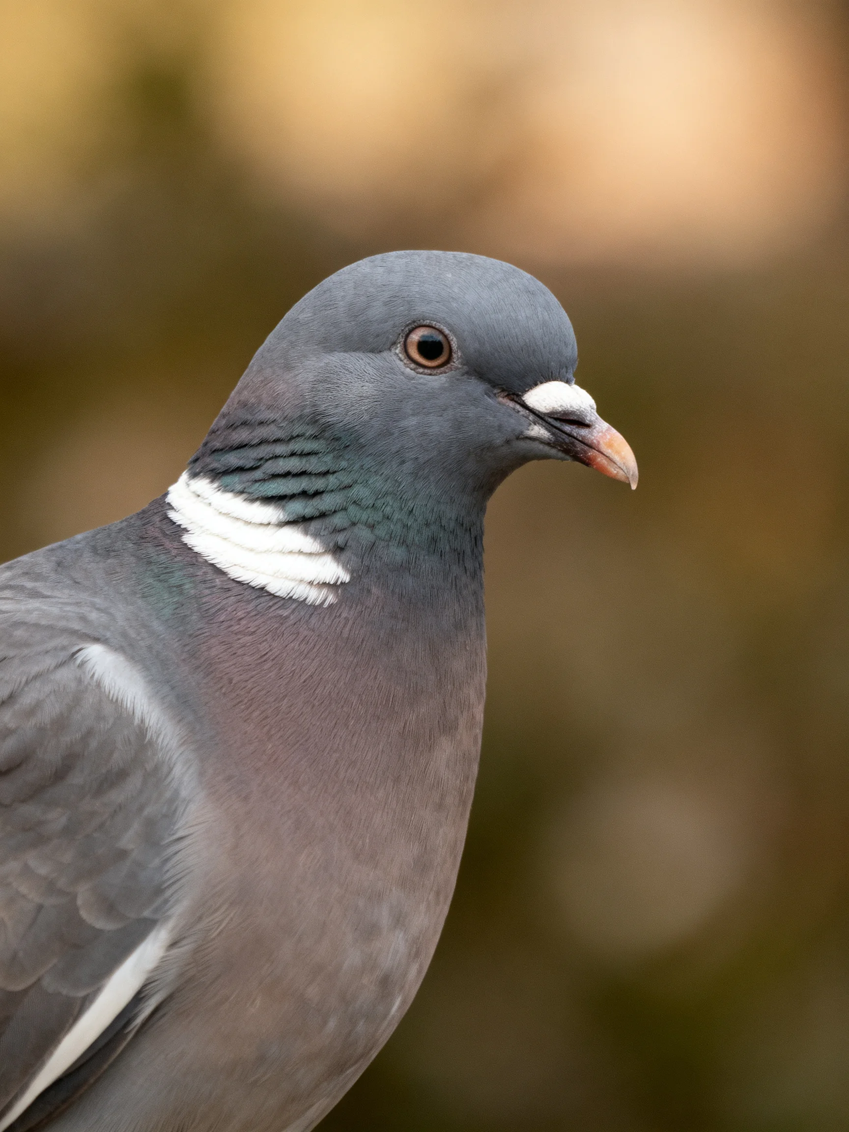 A close - up of a gray and purple pigeon with white neck markings in a softly blurred setting.