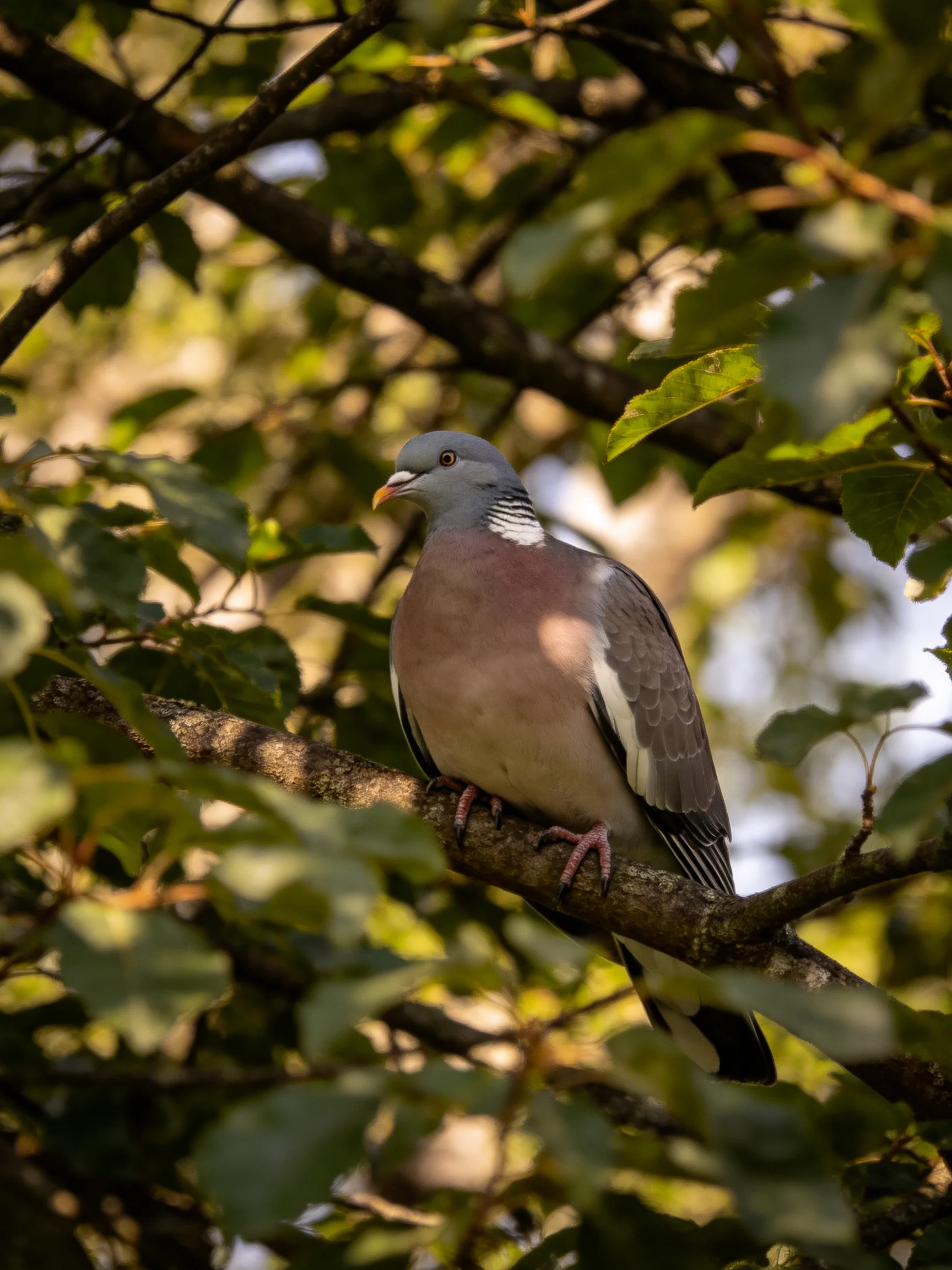 Gray-headed pigeon perched on a tree branch amid lush green foliage
