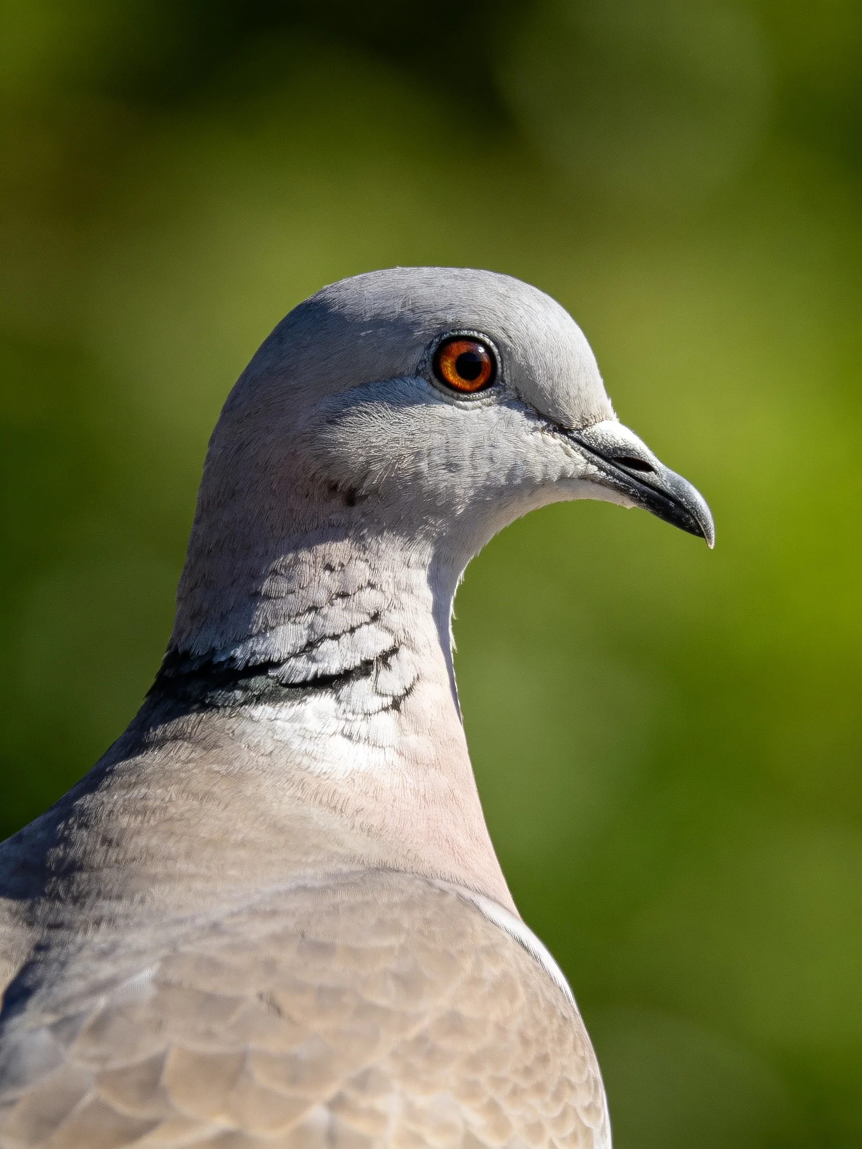 Gray-headed pigeon with amber eye, soft plumage, and green backdrop