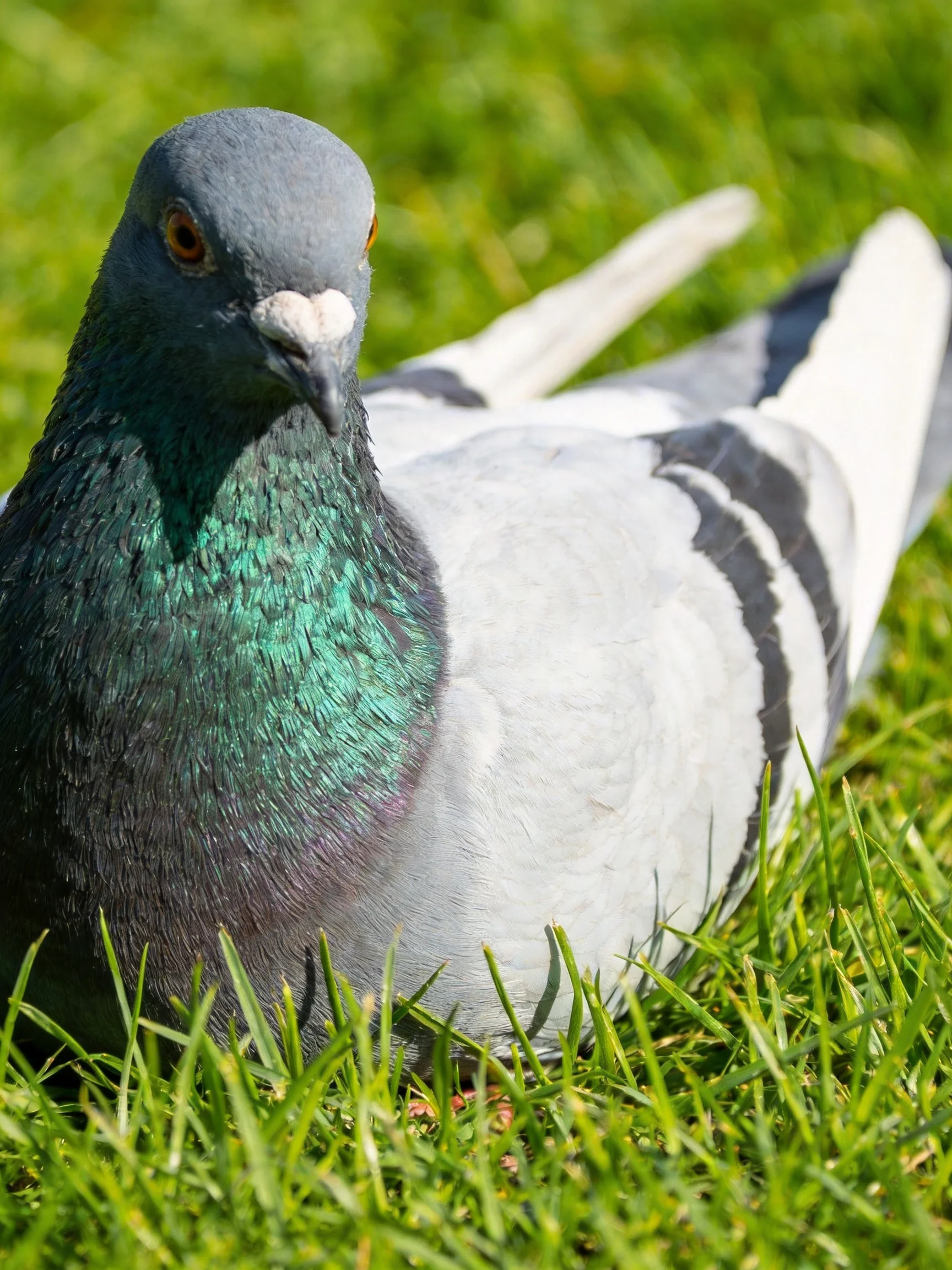 Gray-headed pigeon with iridescent green neck on lush grass
