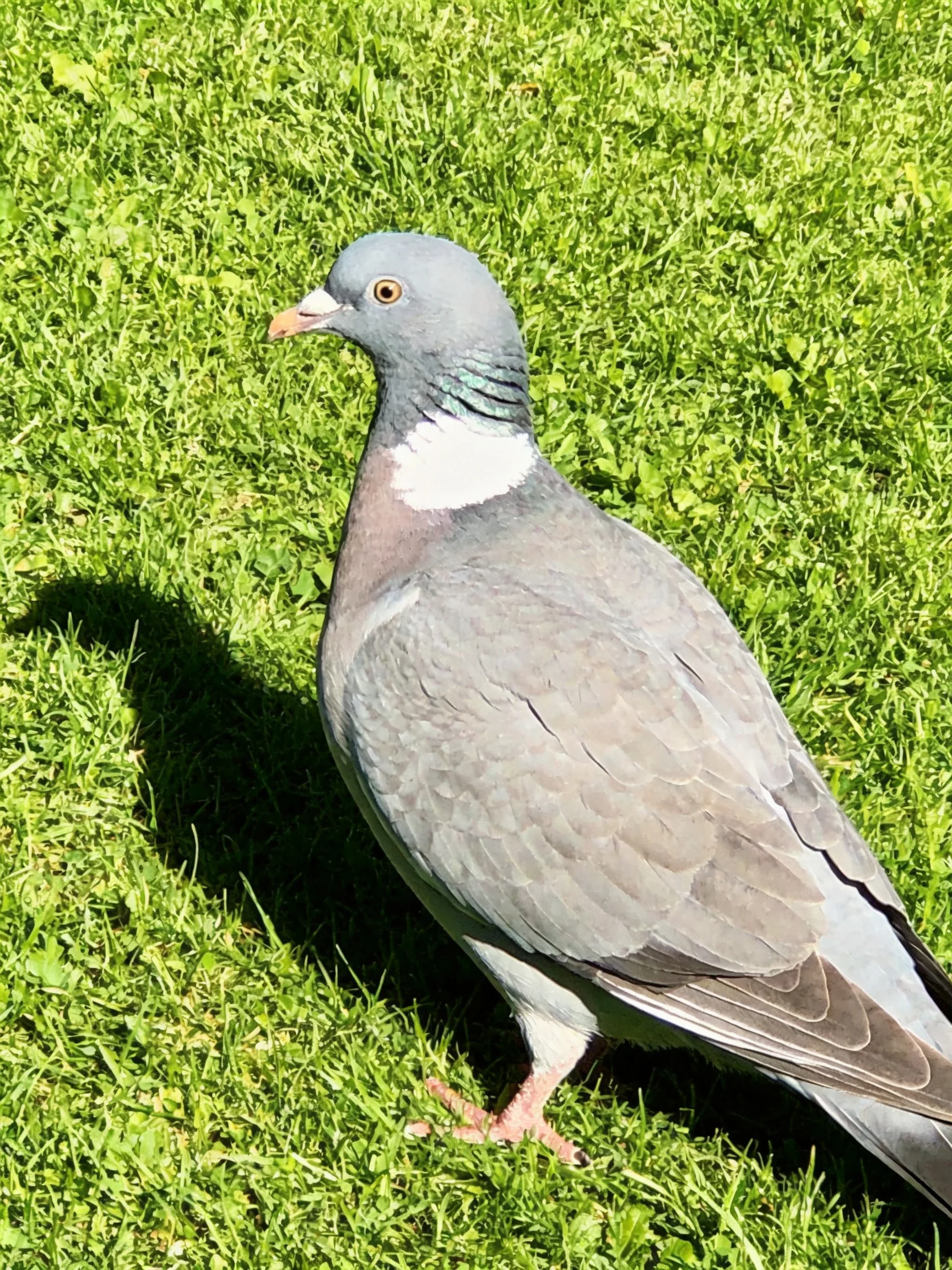 Gray-headed pigeon with white neck patch on lush green grass