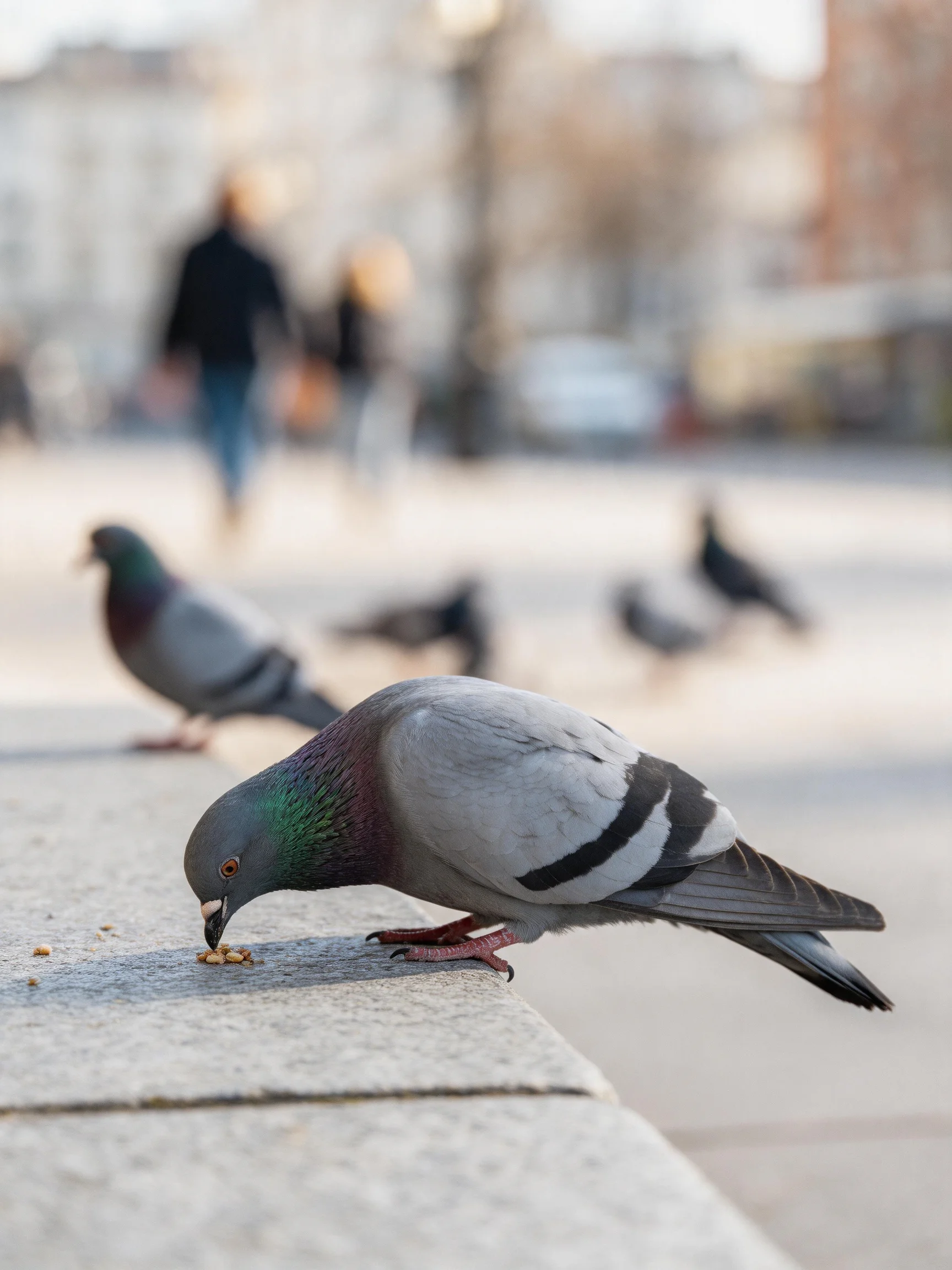 Gray pigeon feeding on stone ledge with multiple pigeons in urban square