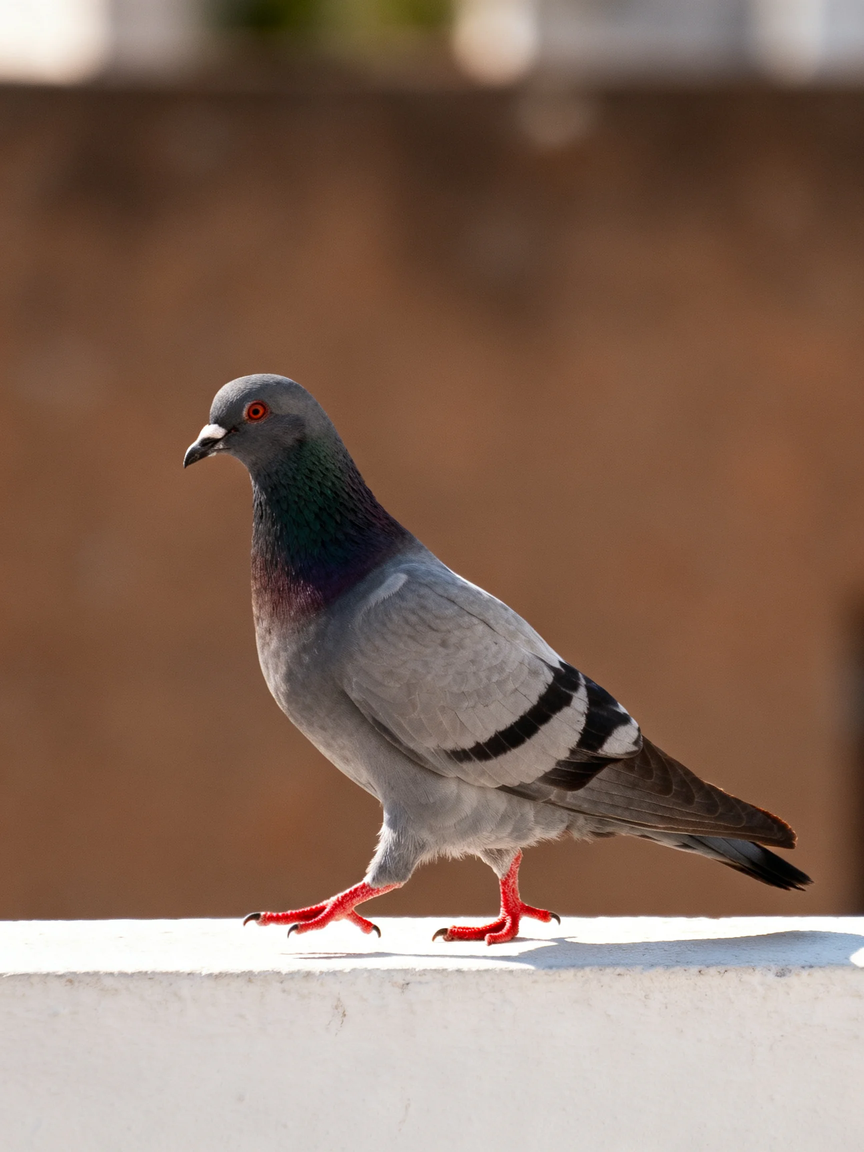 Gray pigeon with black wing stripes and red feet on a white ledge