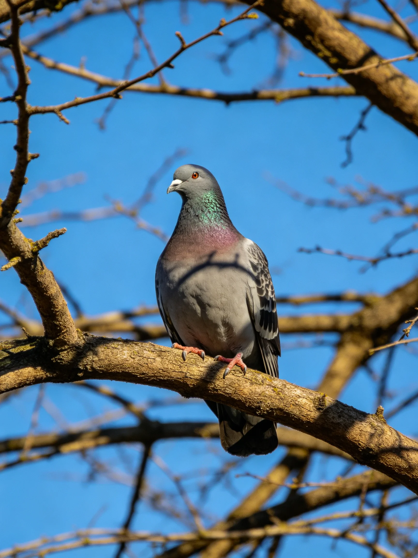Gray pigeon with colorful feathers on brown tree branch under blue sky