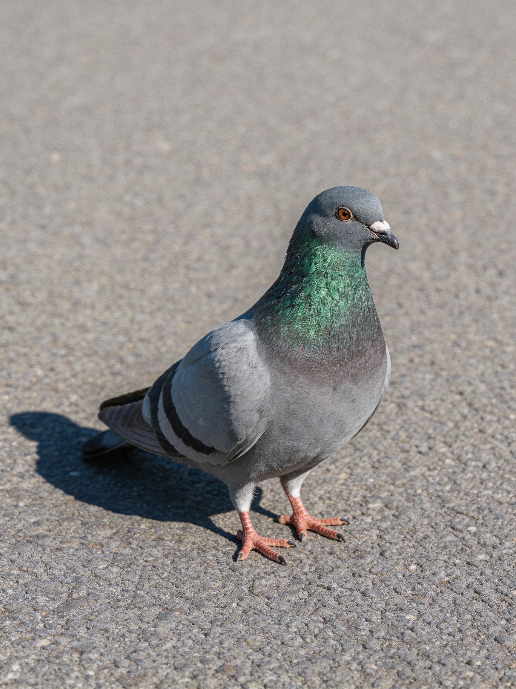 Gray pigeon with emerald neck on paved surface