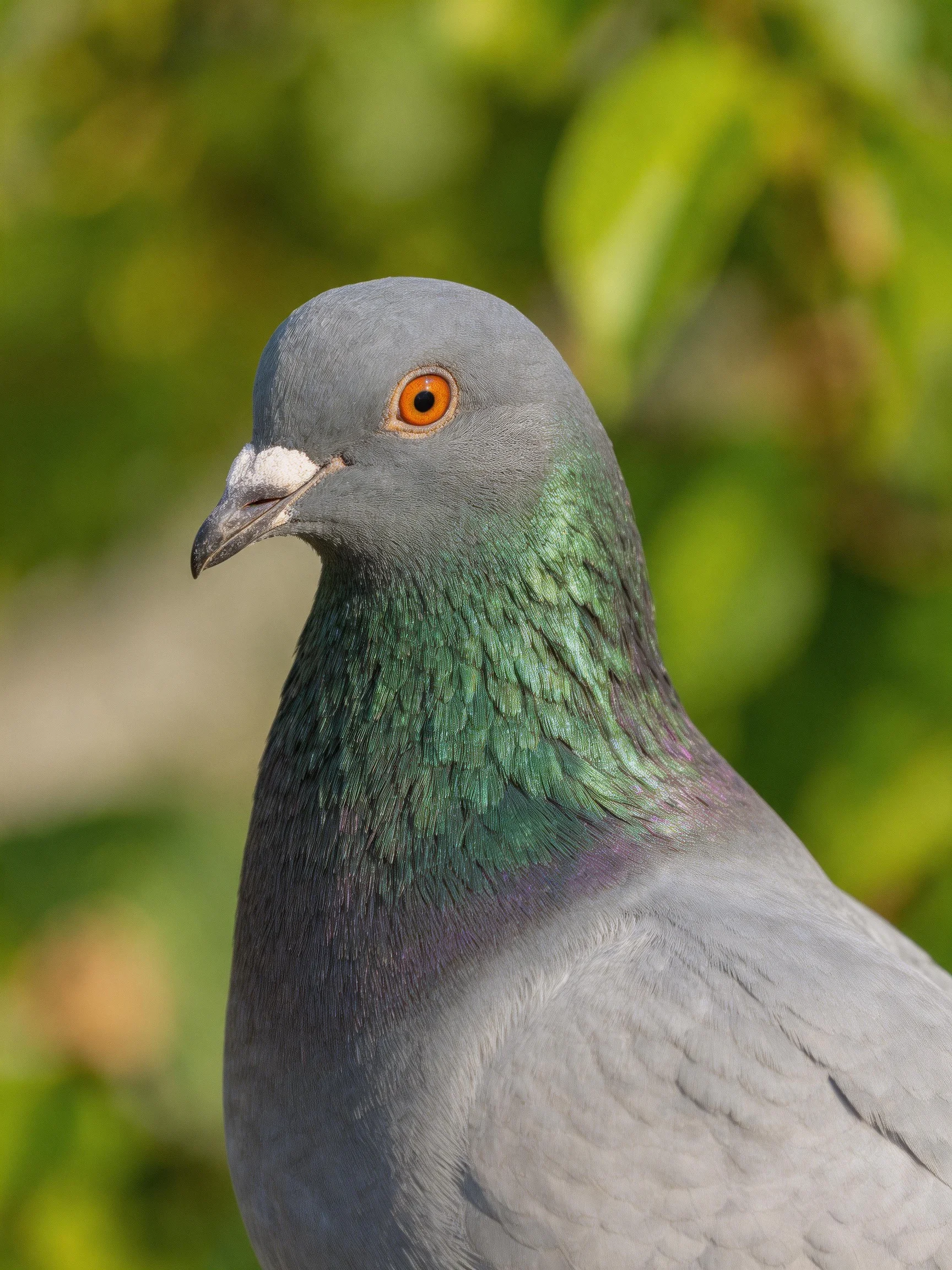 Gray pigeon with green iridescent neck feathers and orange eye