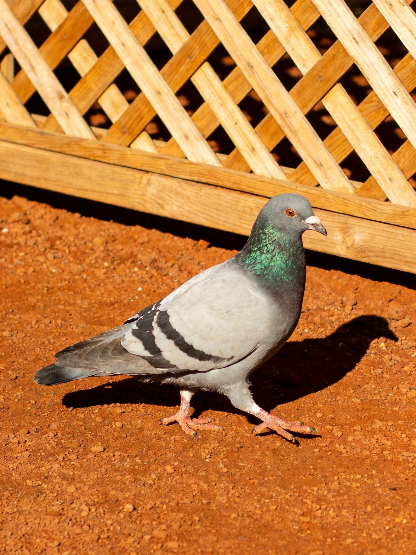 Gray pigeon with green neck walks on reddish dirt near wooden lattice