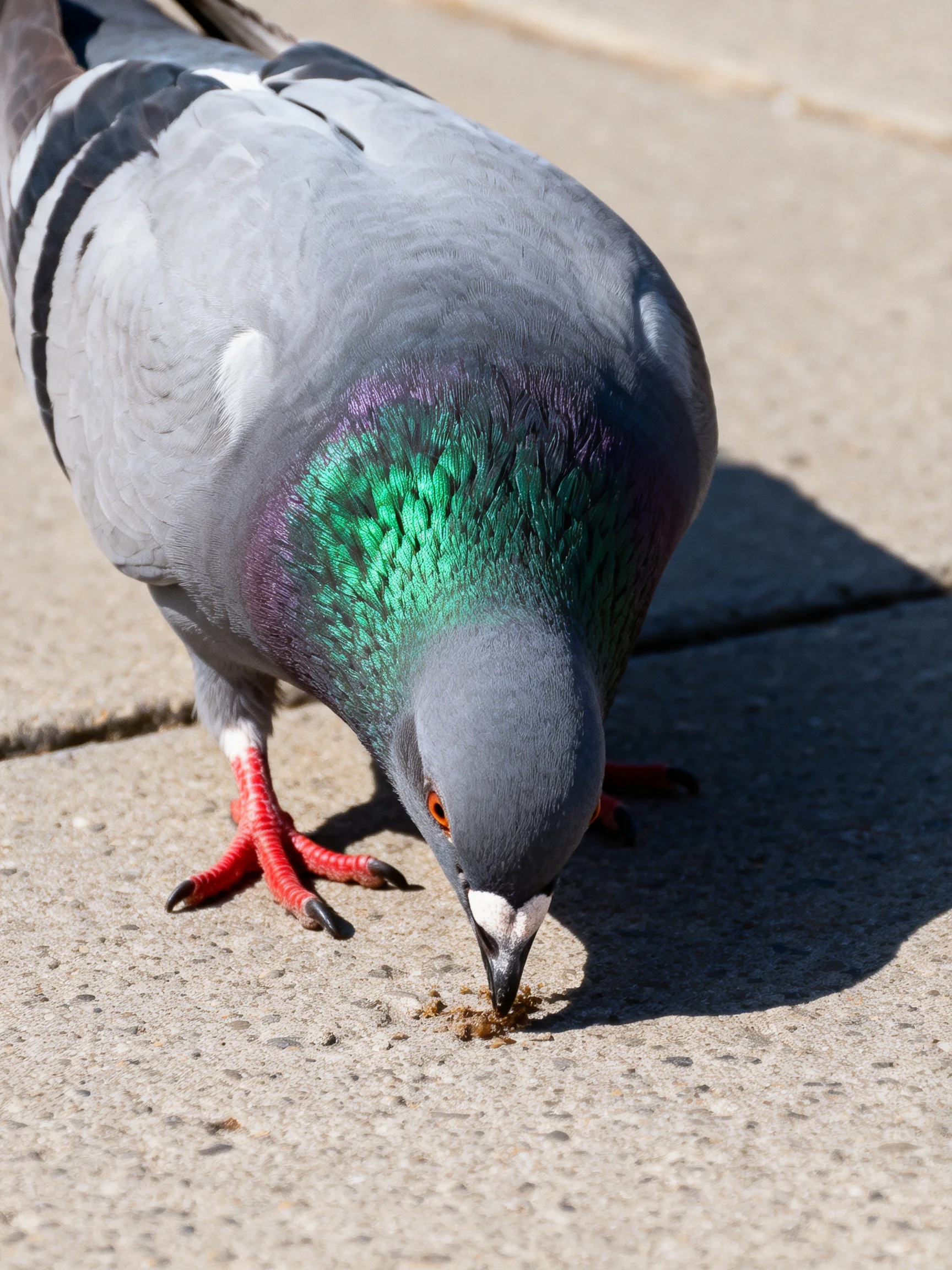 A gray pigeon pecks food from pavement in bright daylight.
