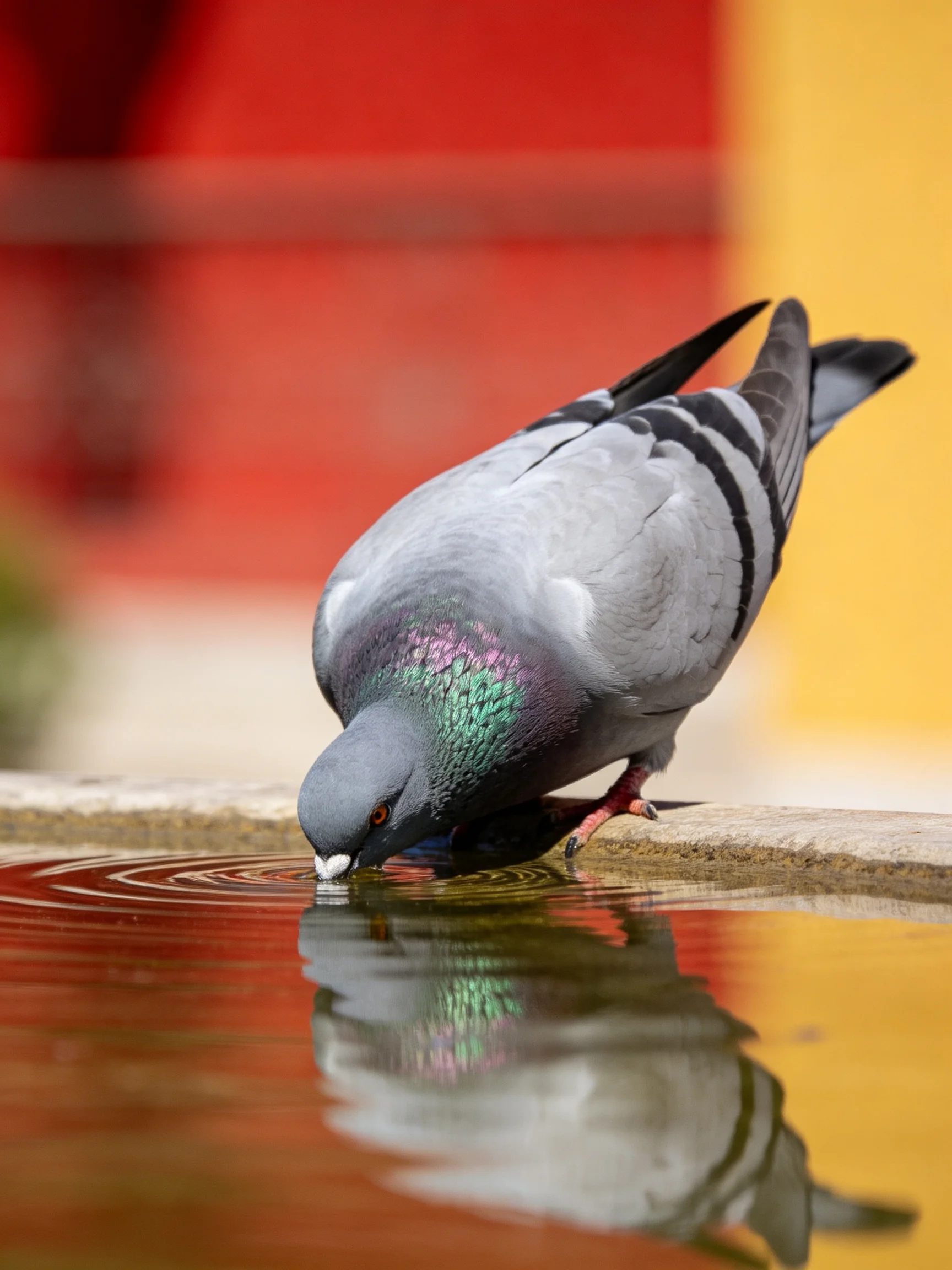 A pigeon drinks from water with colorful blurred backgrounds.