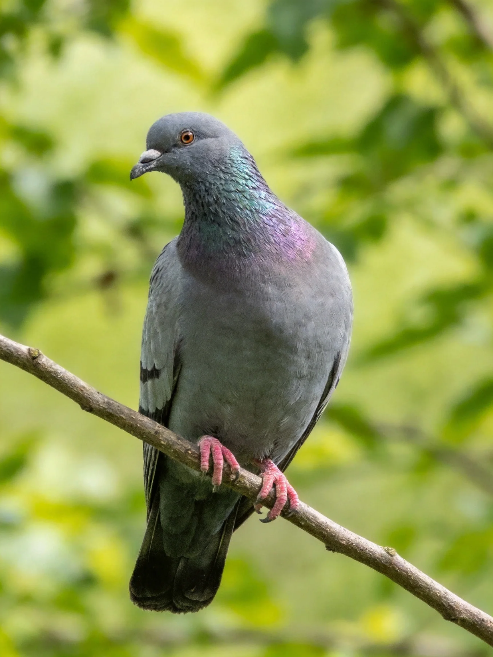 Gray pigeon with iridescent neck perched on a branch