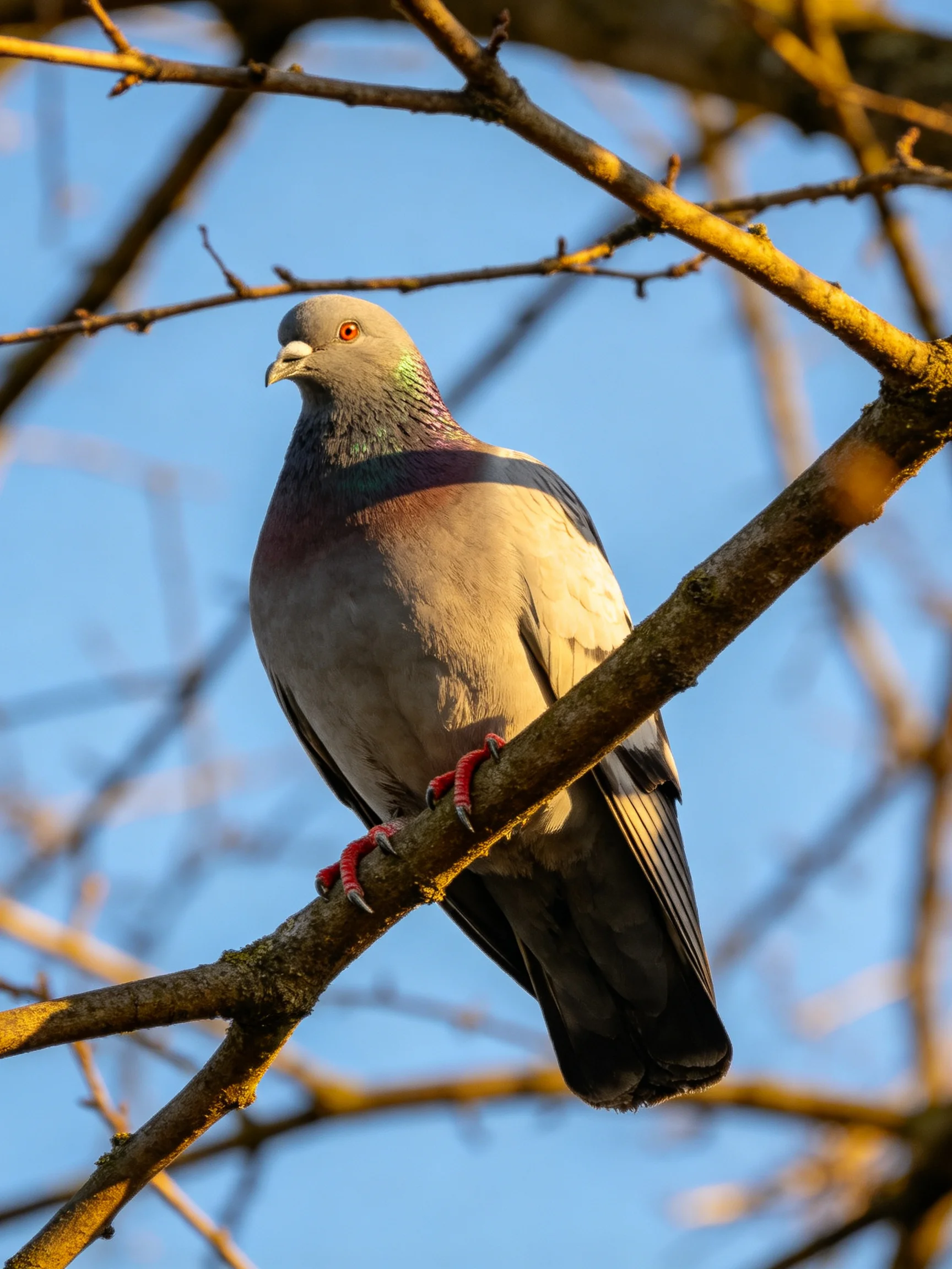Gray pigeon with iridescent neck perched on brown branch