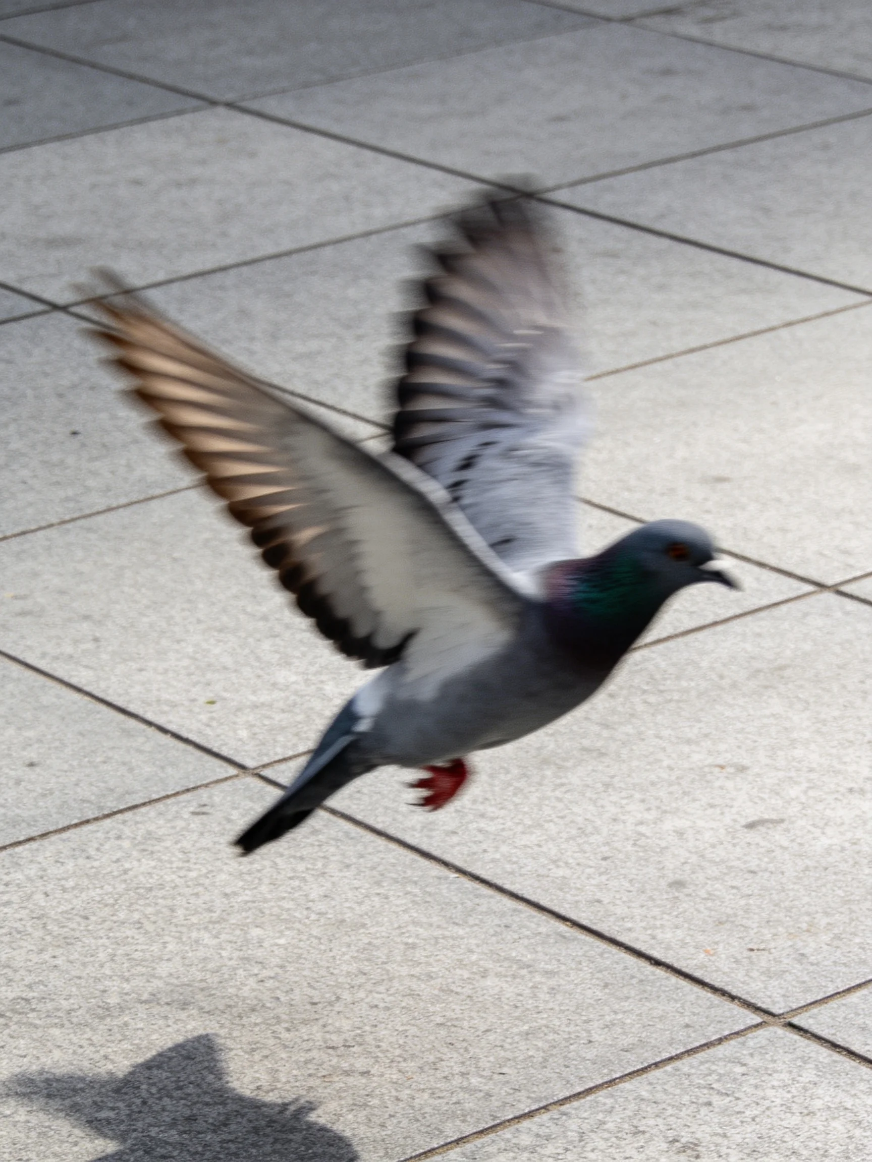 Gray pigeon flies over square stone pavement.
