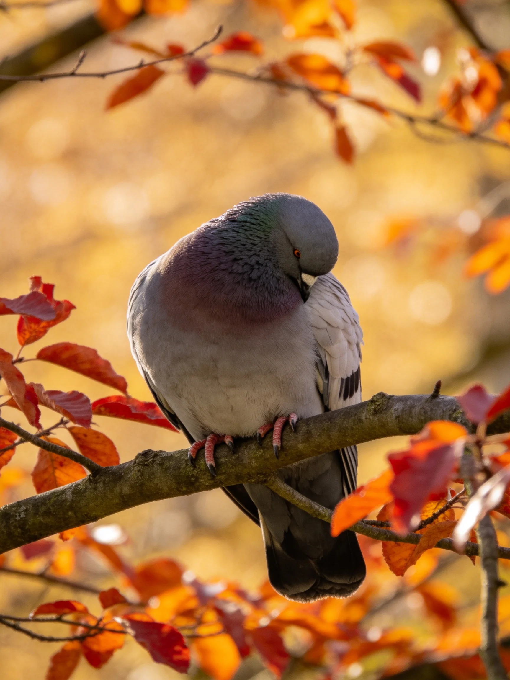 Gray pigeon with purple chest perched on branch with red autumn leaves