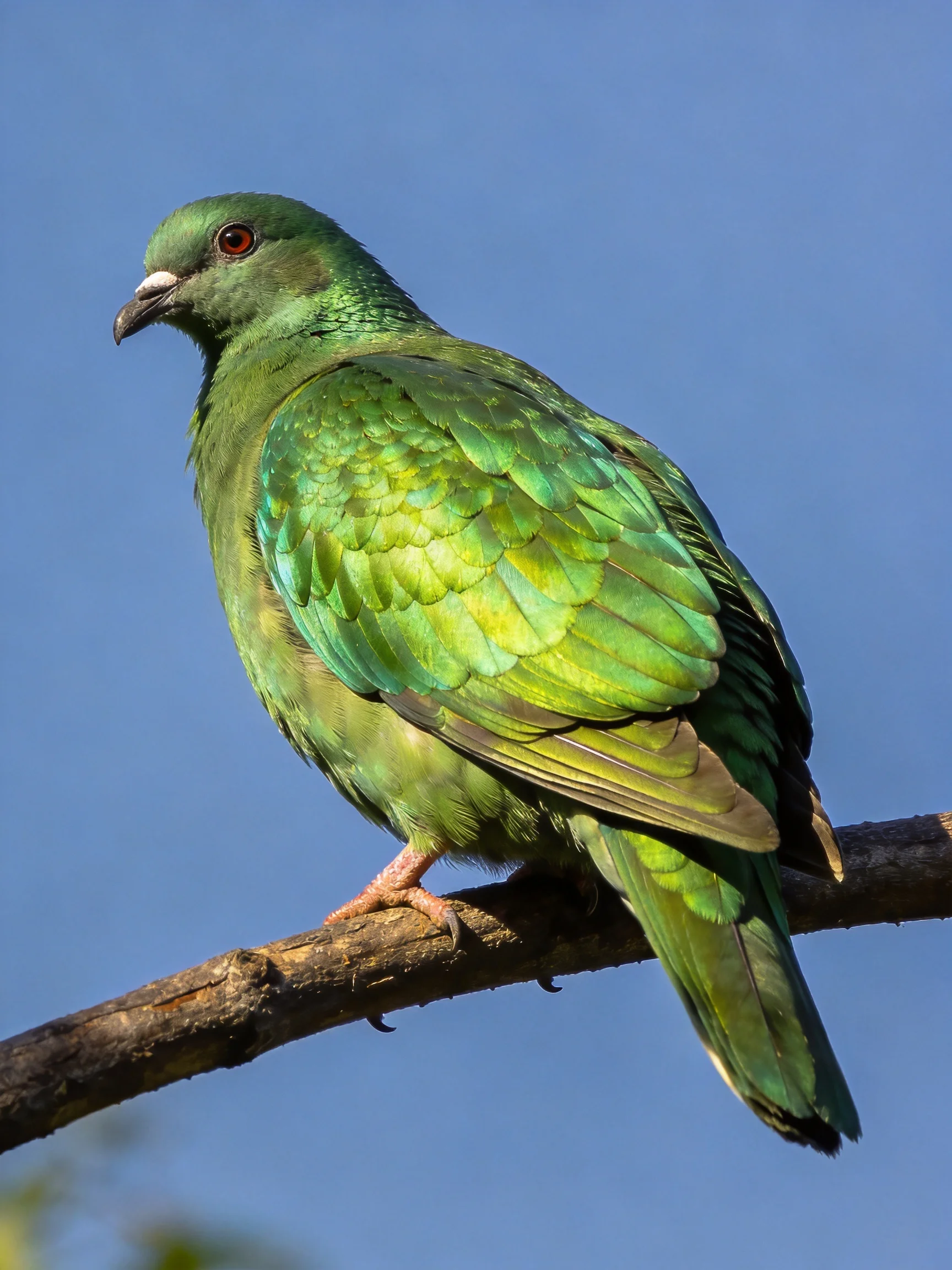 Iridescent Green Pigeon Perched on a Brown Tree Branch