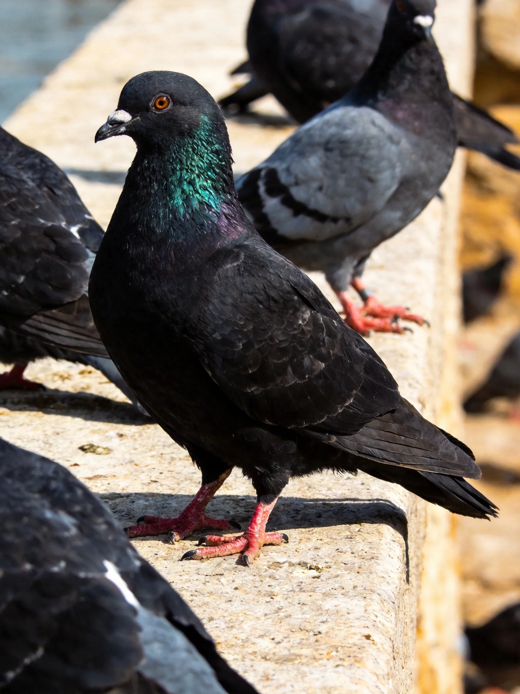 Multiple pigeons with black, gray, and iridescent feathers perch on a stone ledge.