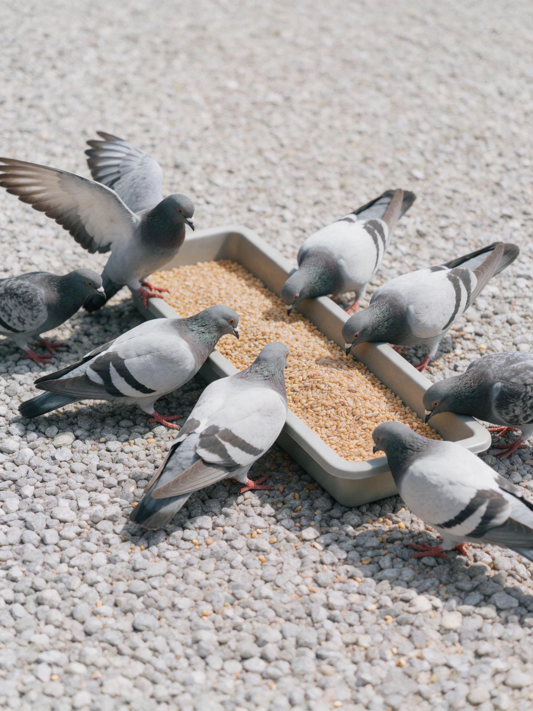Nine pigeons, gray and white, gather around a seed-filled rectangular feeder on gravel