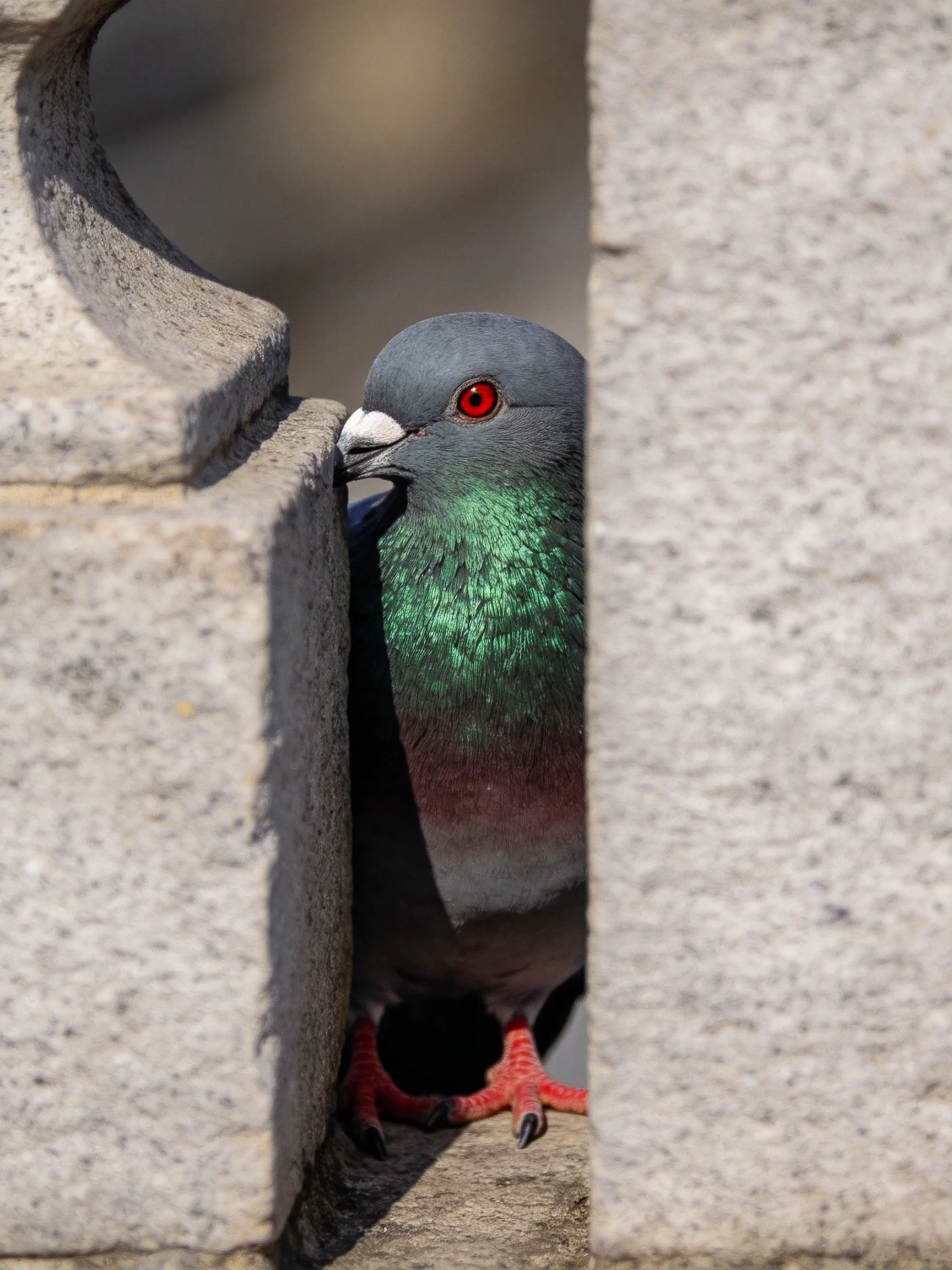 One pigeon with iridescent green chest peeks between two stone structures