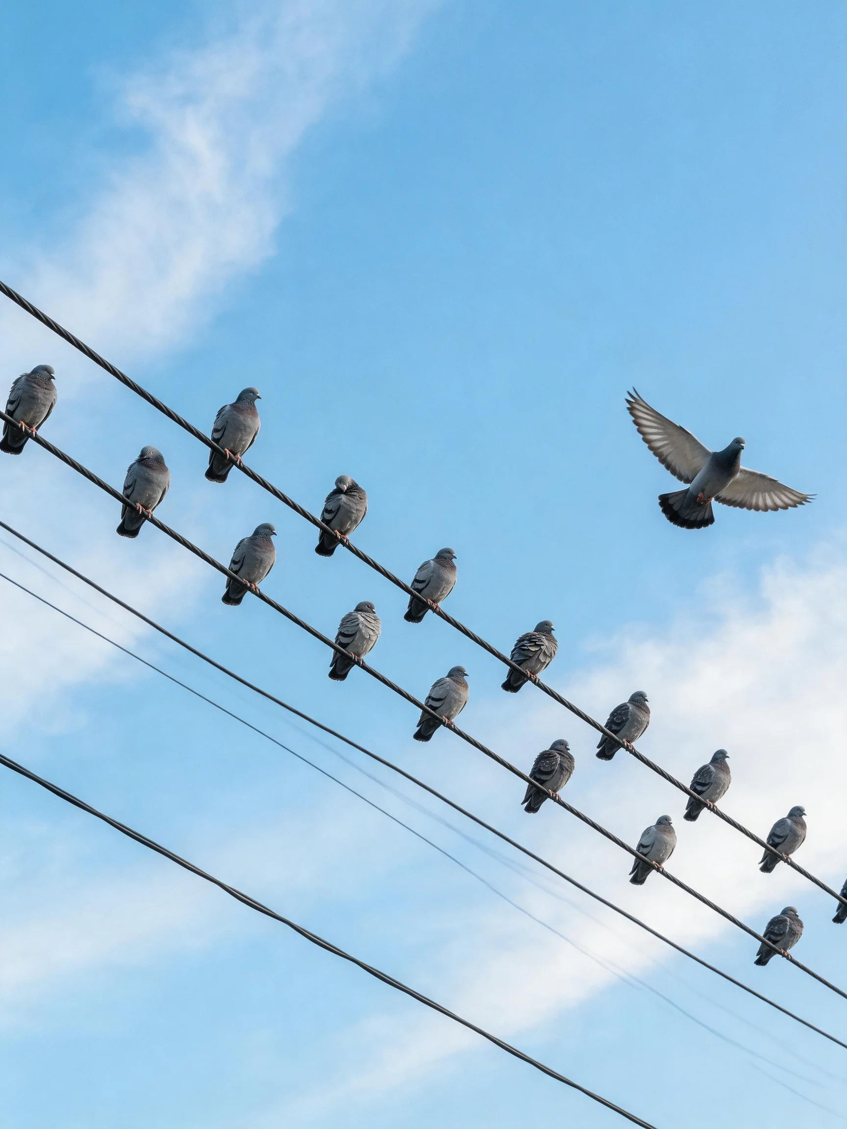 Pigeons Perched and Flying Along Multiple Power Lines Under Clear Blue Sky