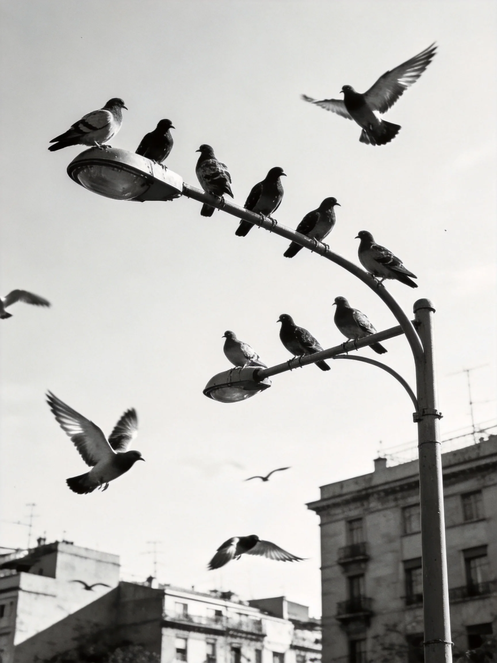 Pigeons Perched and Flying Around Curved Street Lamps in Black and White