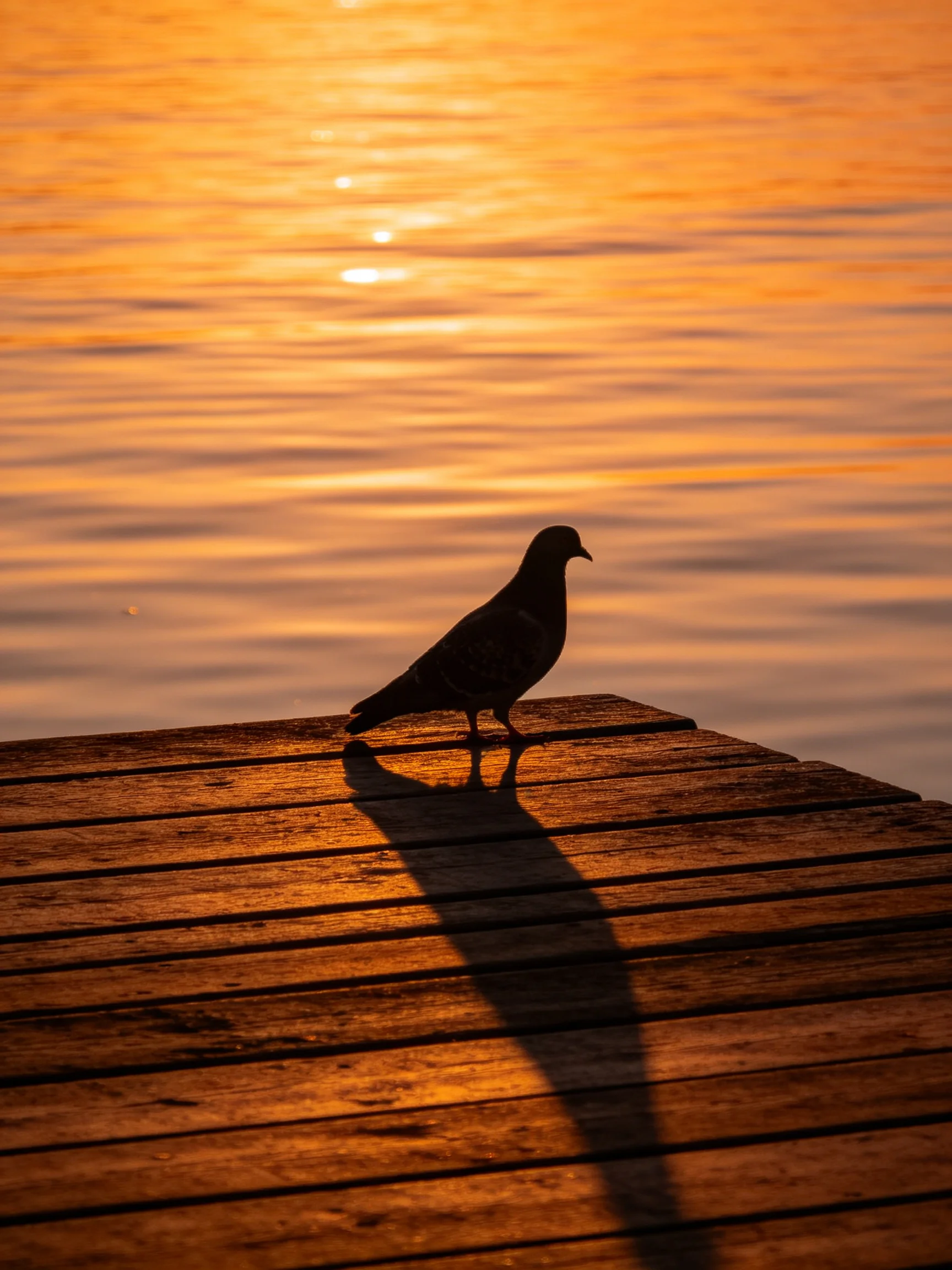 Silhouetted Bird on Wooden Dock During Golden Sunset Over Calm Water