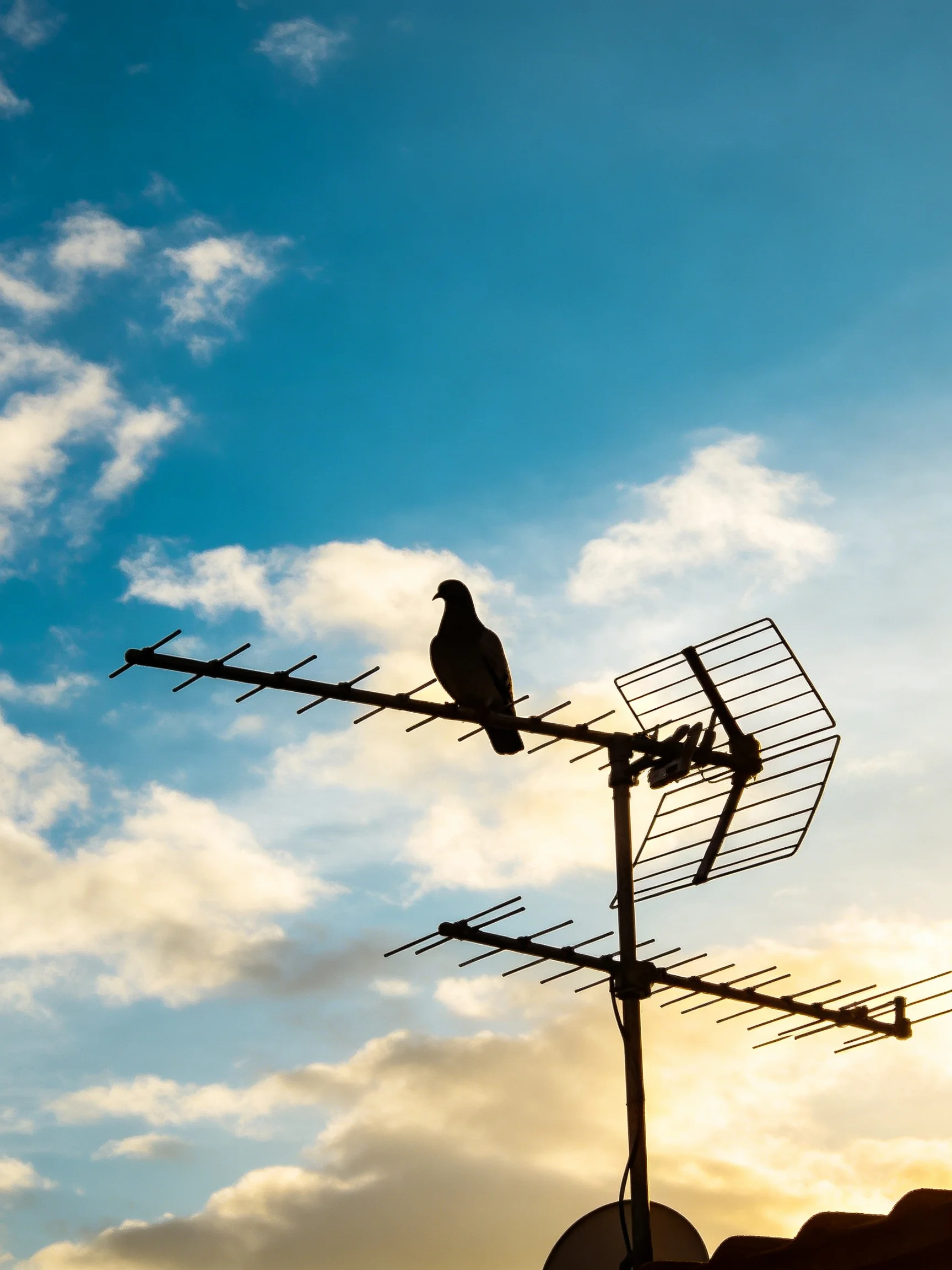 Silhouetted Pigeon on Old Television Antenna Beneath Blue Sky