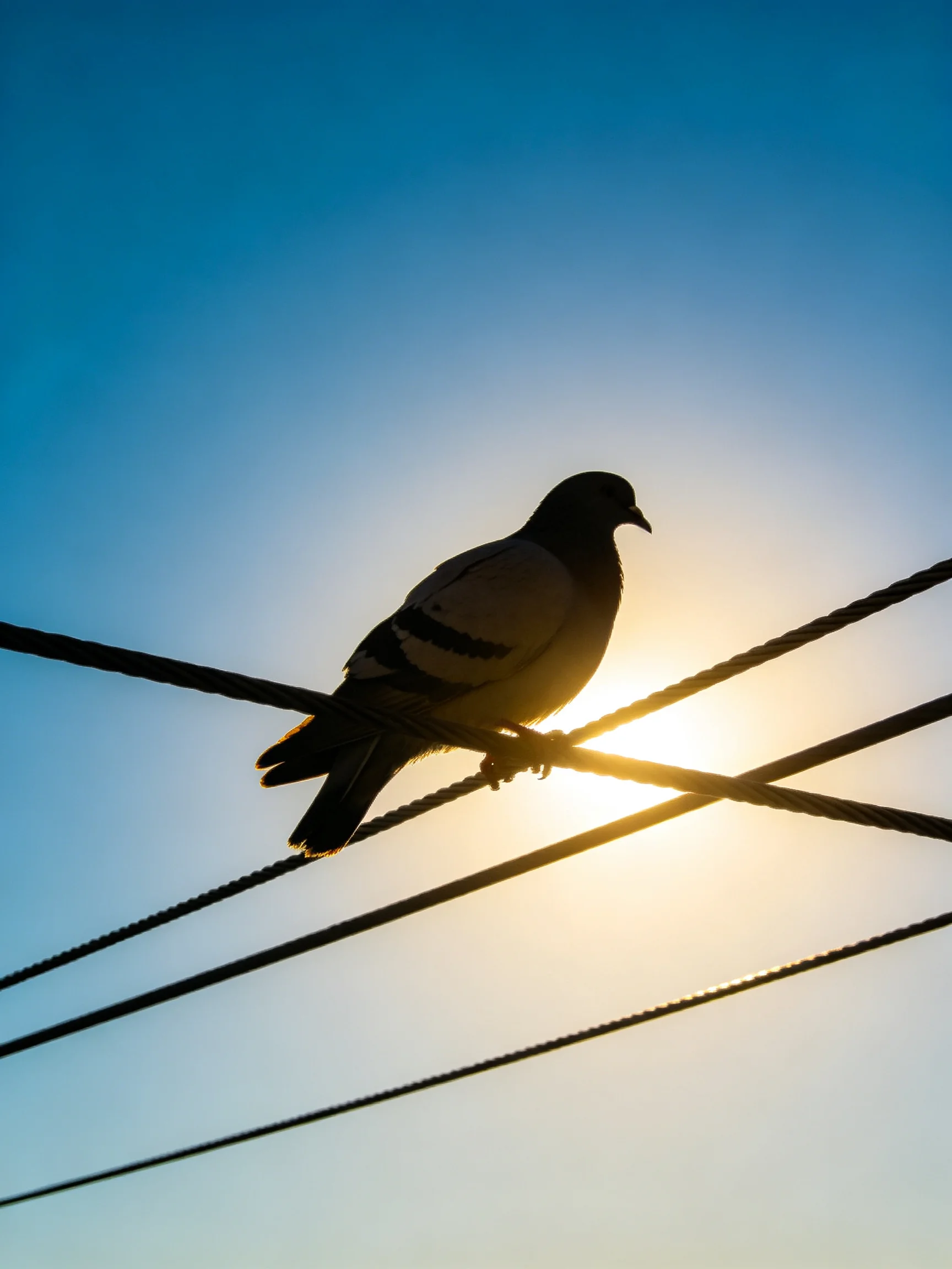 Silhouetted pigeon perched on intersecting wires under bright sun