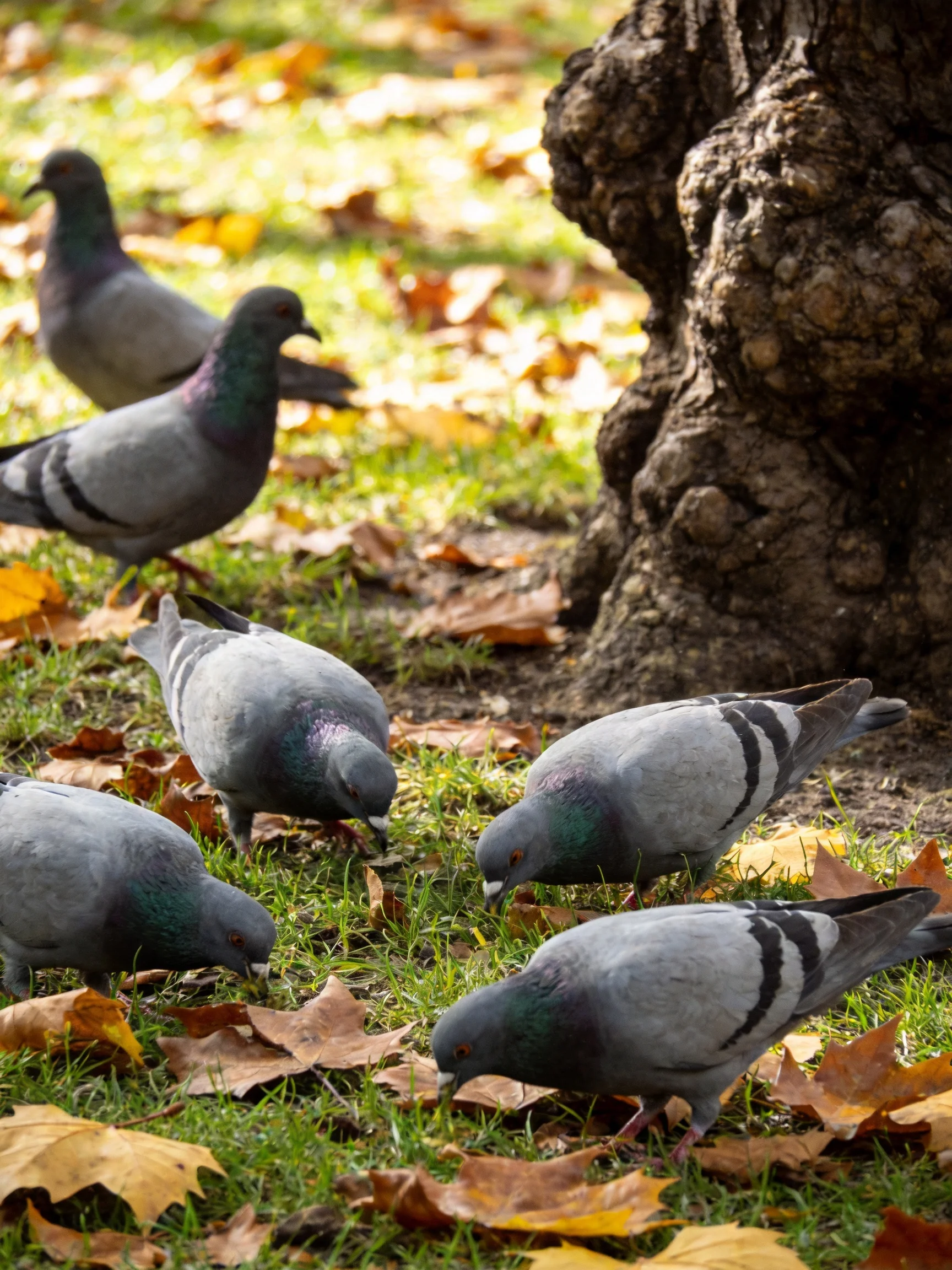 Six gray pigeons forage near a gnarled tree trunk with fallen autumn leaves