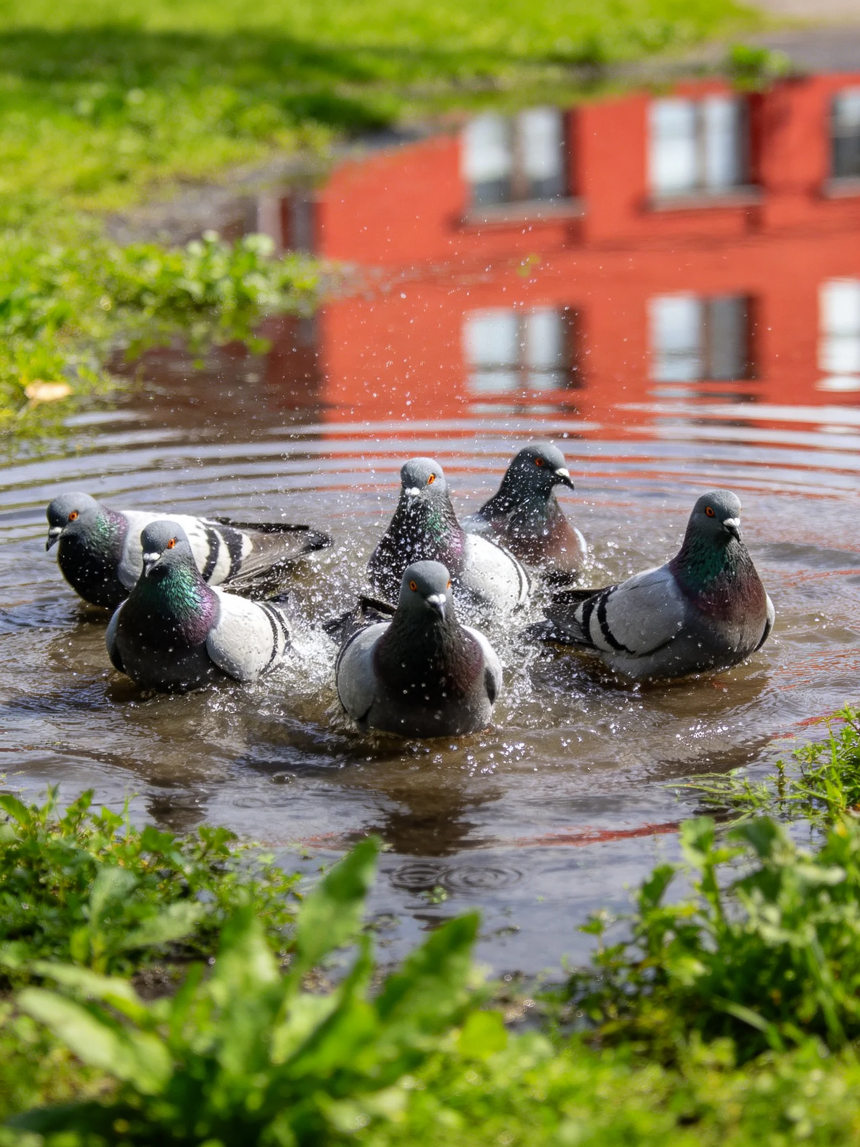 Six pigeons bathe in shallow water by a red building with greenery.