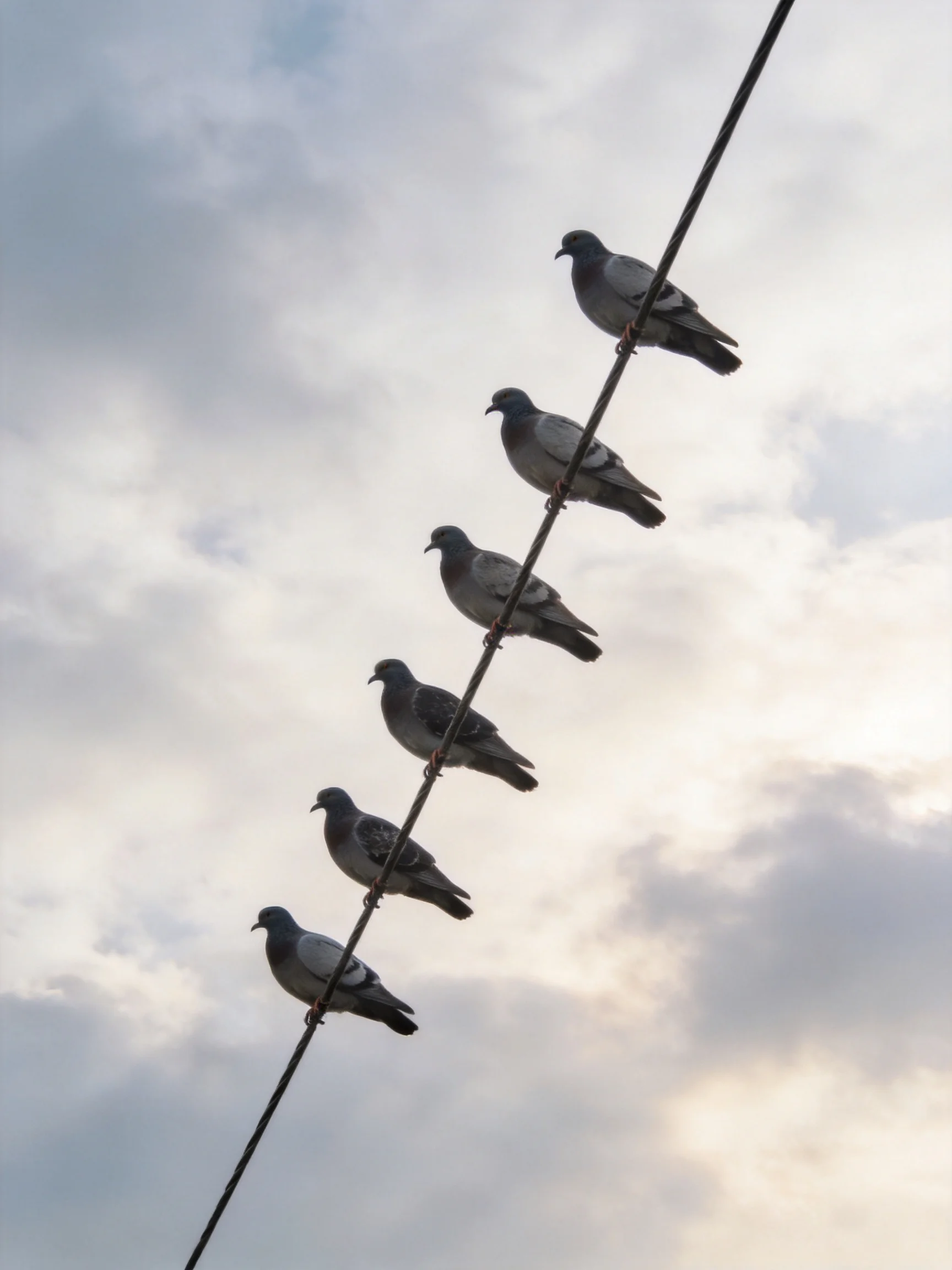 Six pigeons perched on a wire amid a cloudy sky backdrop
