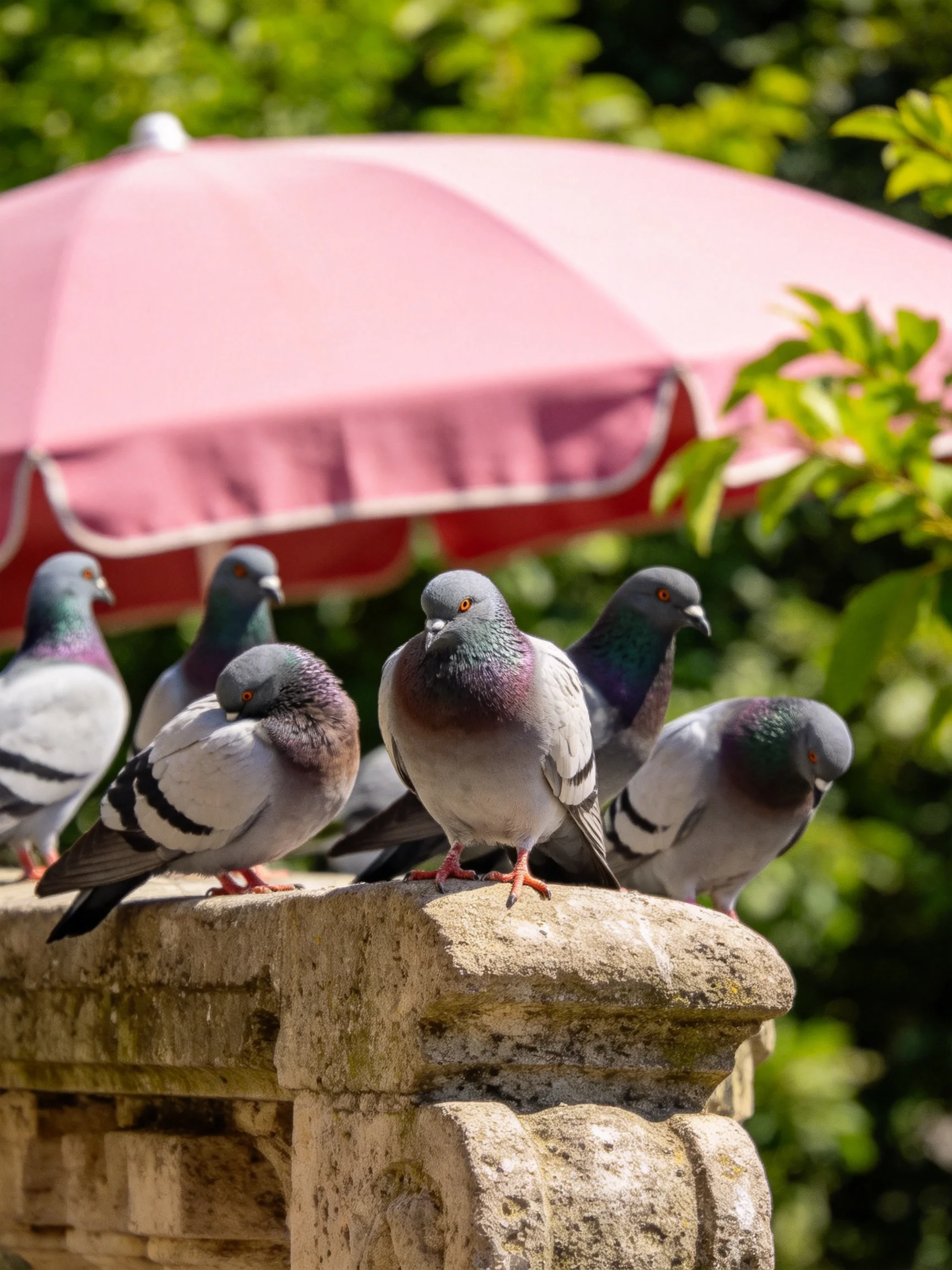 Six pigeons rest on an aged stone ledge near a pink umbrella