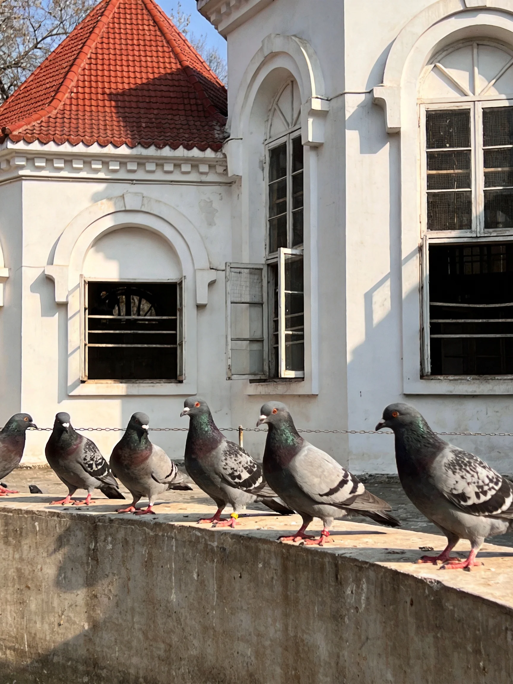 Six pigeons stand on a concrete ledge beside a white building with a red-tiled tower