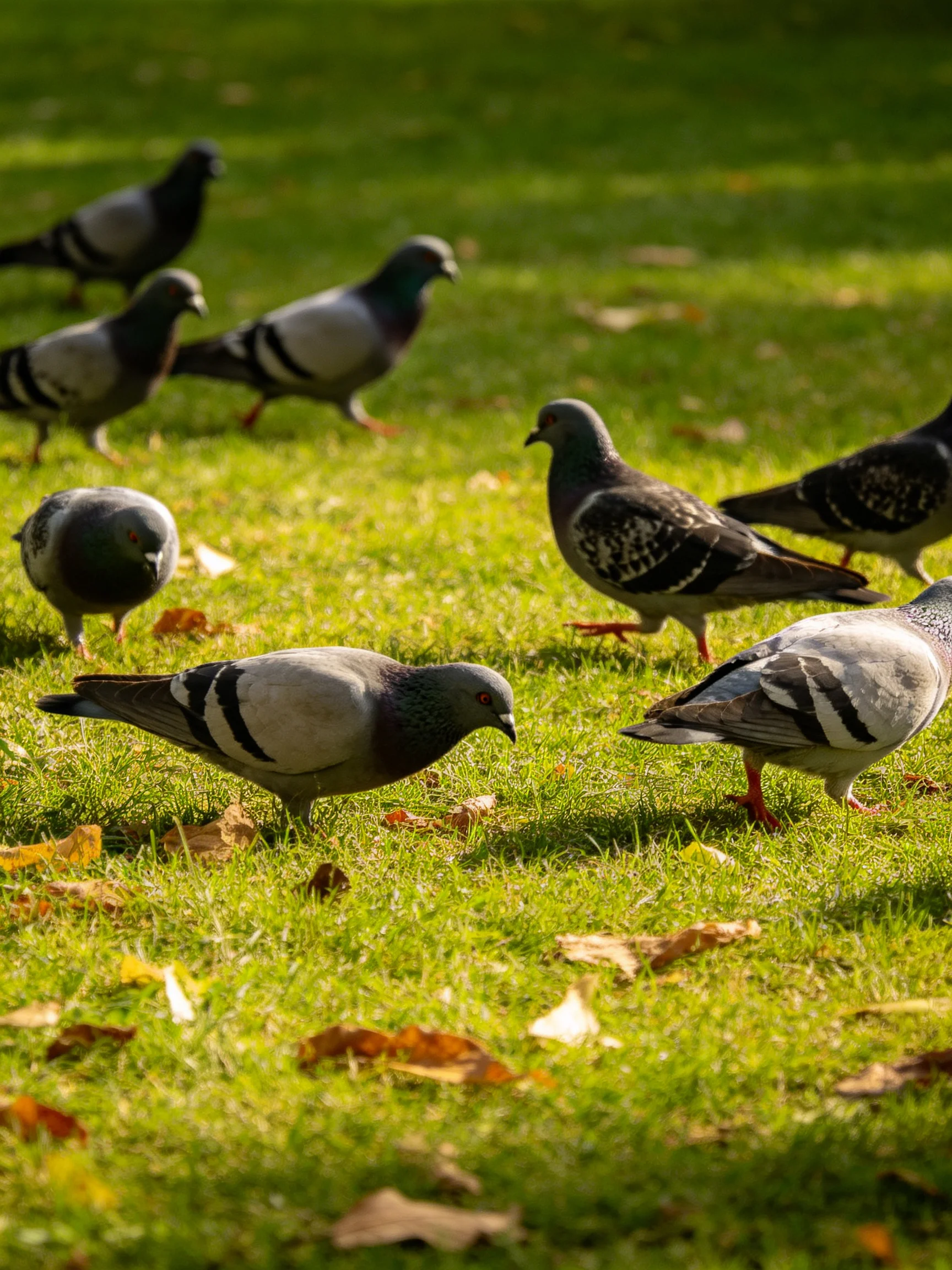 Ten pigeons foraging on a sunlit green lawn with scattered autumn leaves