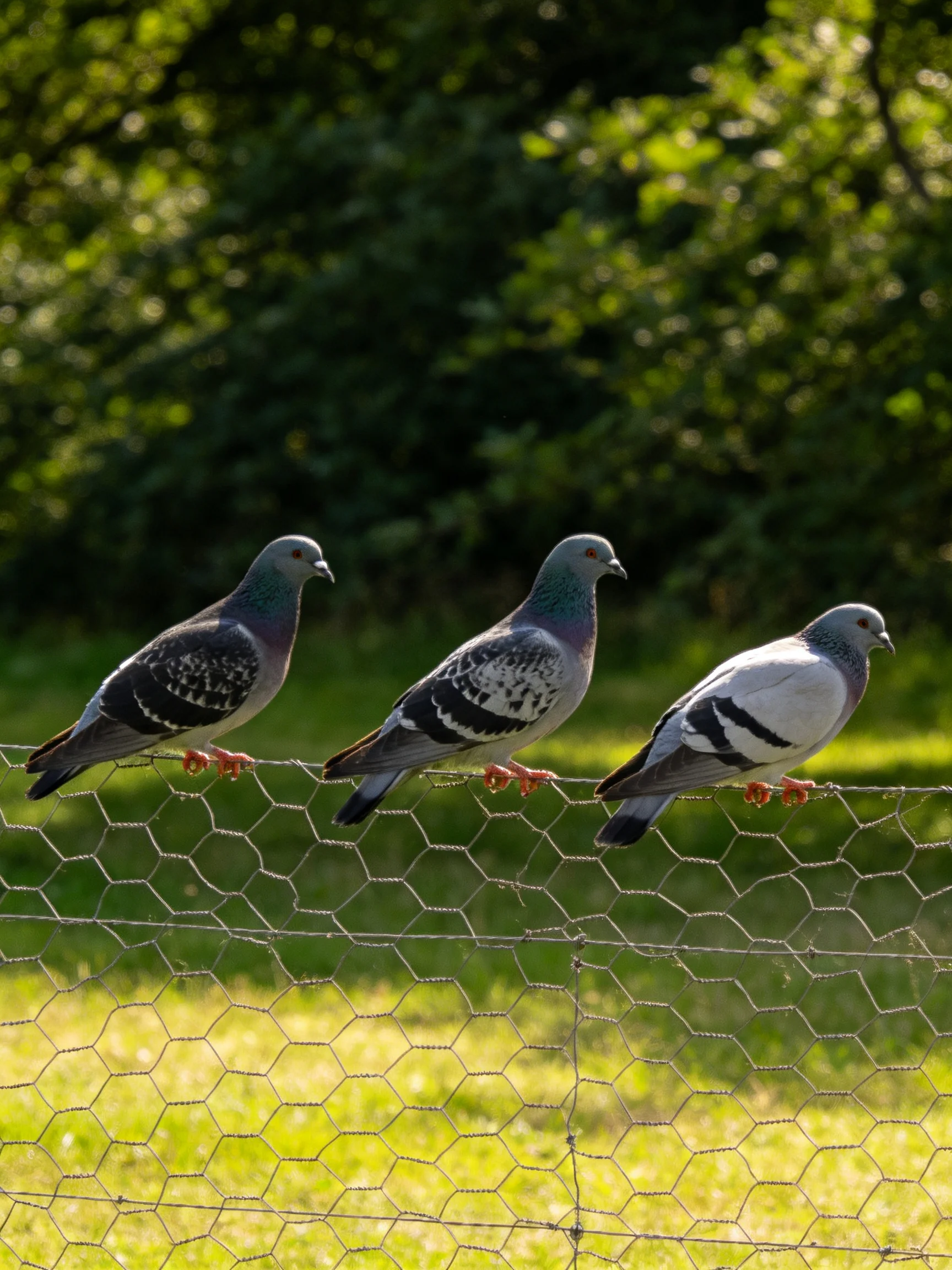 Three pigeons with diverse plumage sit on a wire fence near greenery