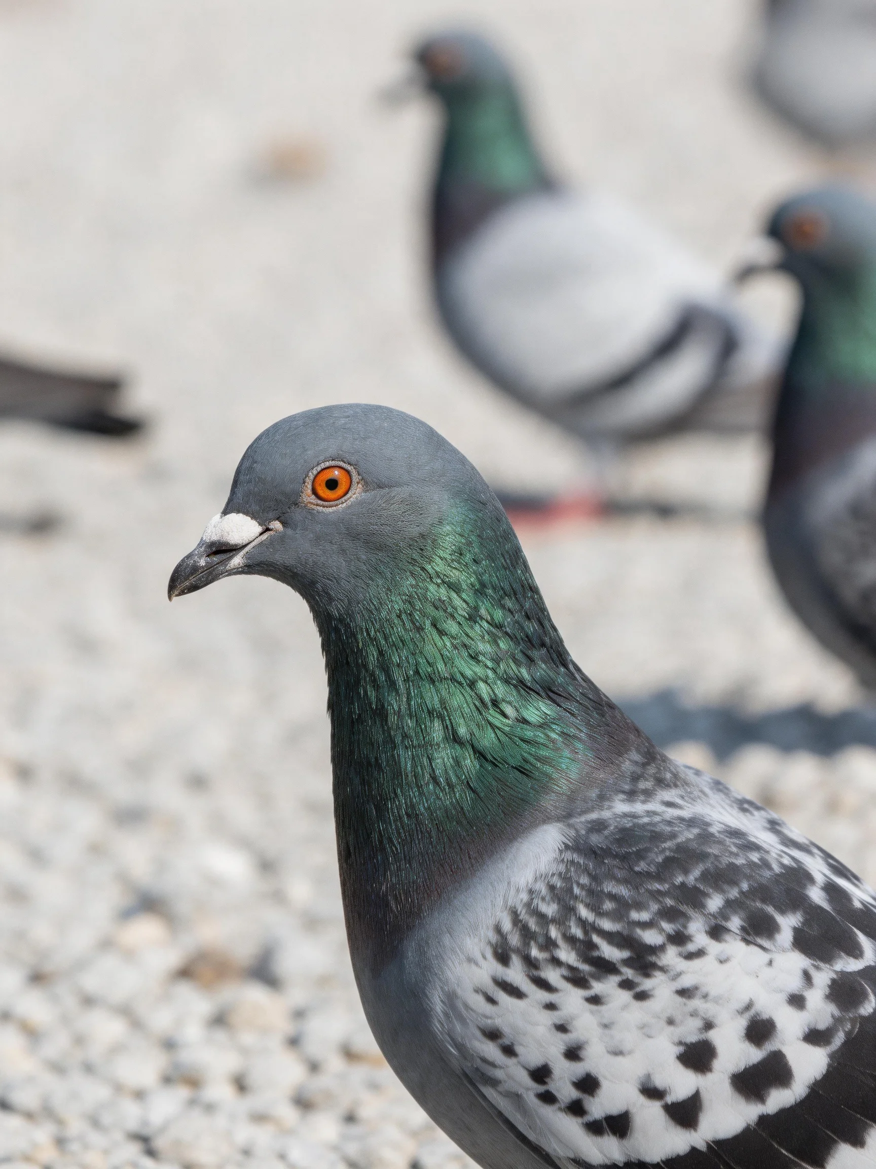 Three pigeons with gray, green, and white feathers on a gravel area